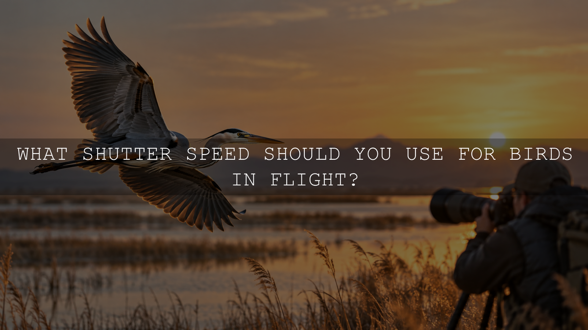 What Shutter Speed Should You Use for Birds in Flight?