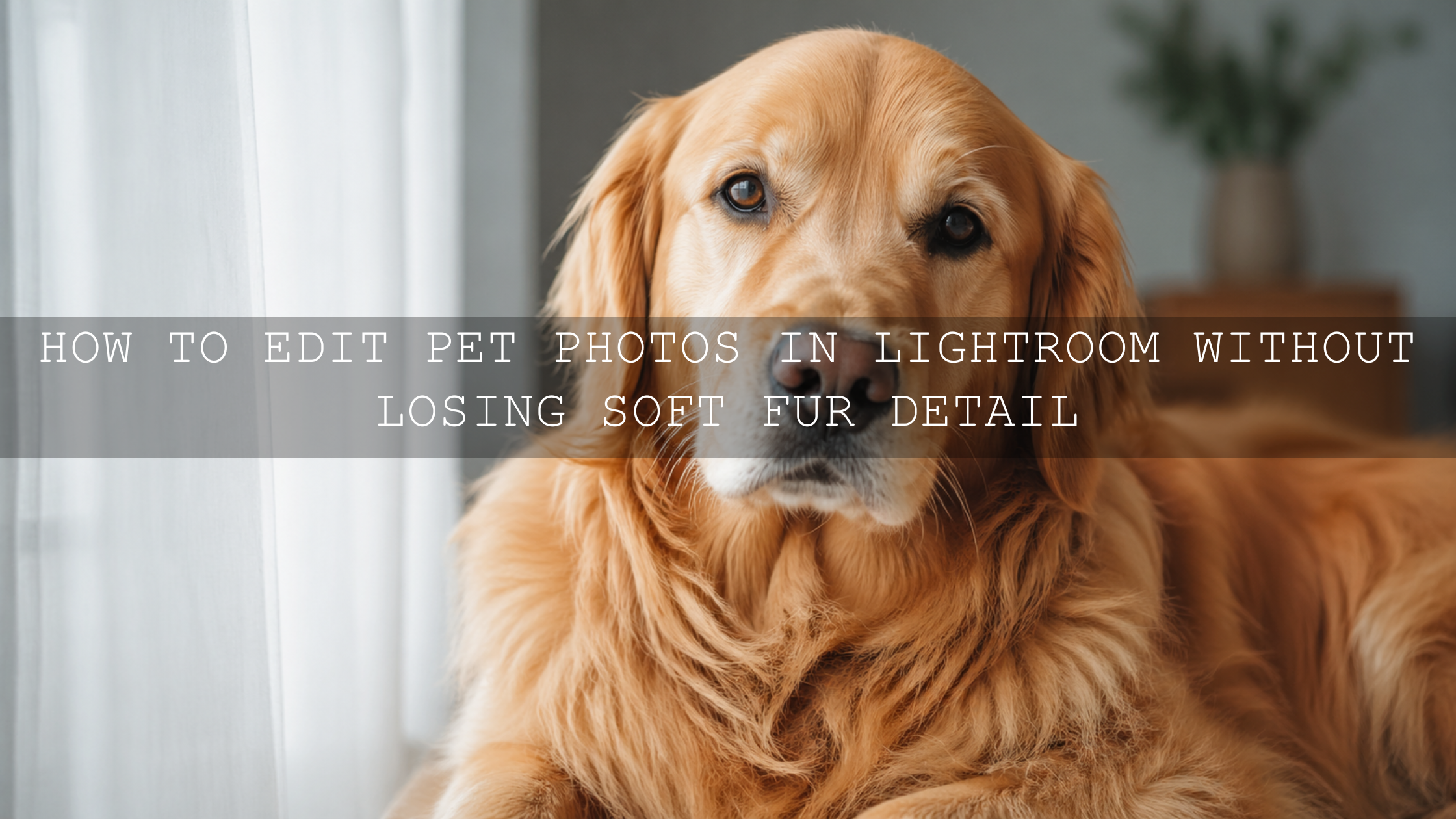 Unleashing Your Pet's Personality: Editing Tips for Stunning Photos with Soft Fur Detail