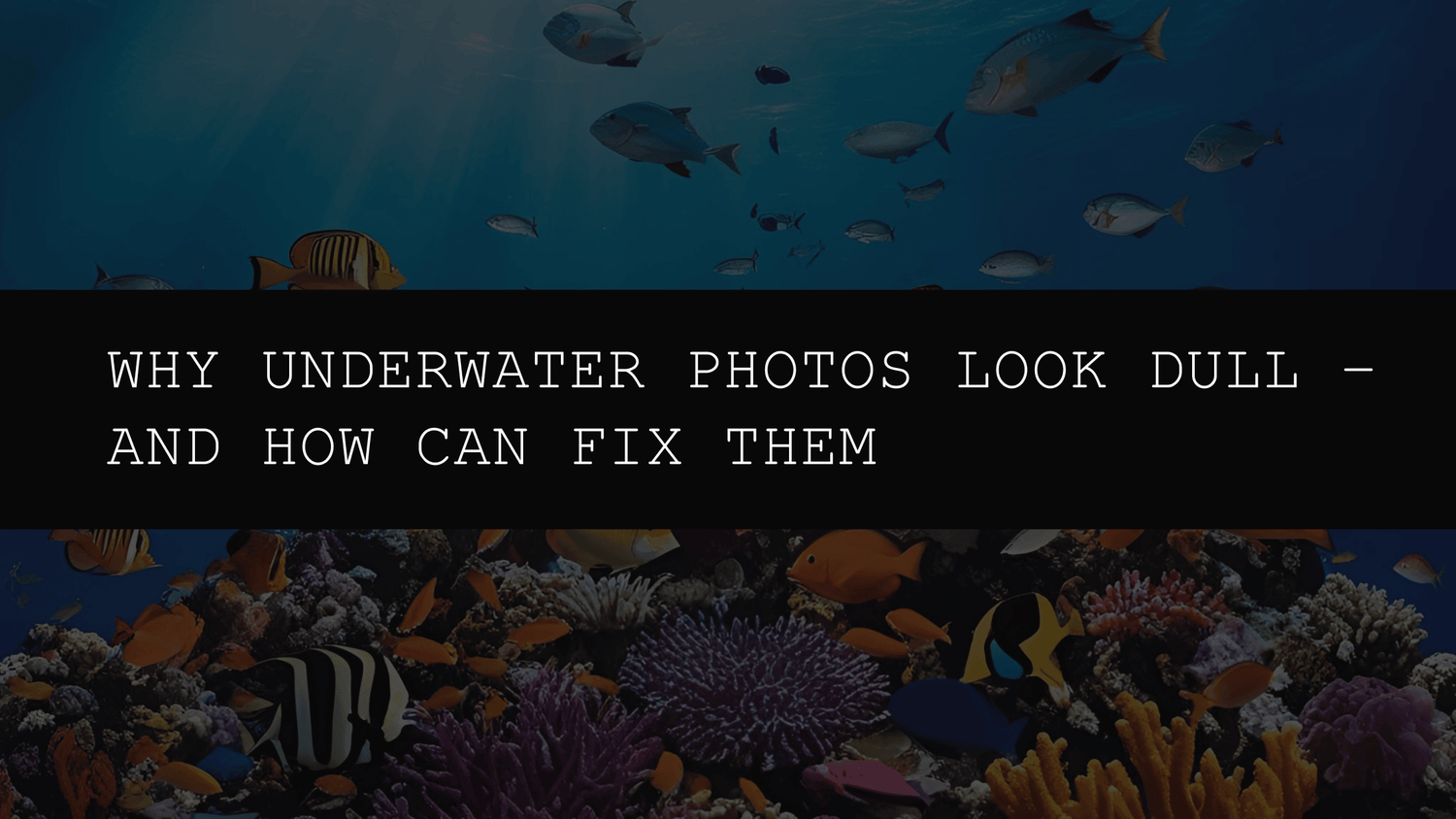 Why Underwater Photos Look Dull – And How Presets & LUTs Can Fix Them