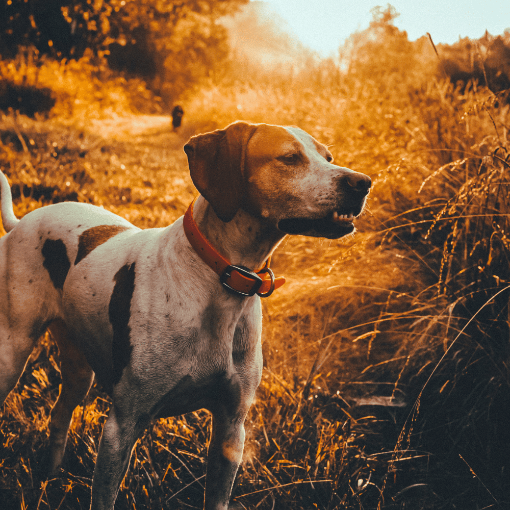 Fall Presets For Lightroom Autumn Photos - AAA Presets