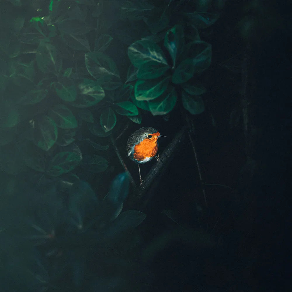 Cinematic Luts & Lightroom presets by AAA Presets
