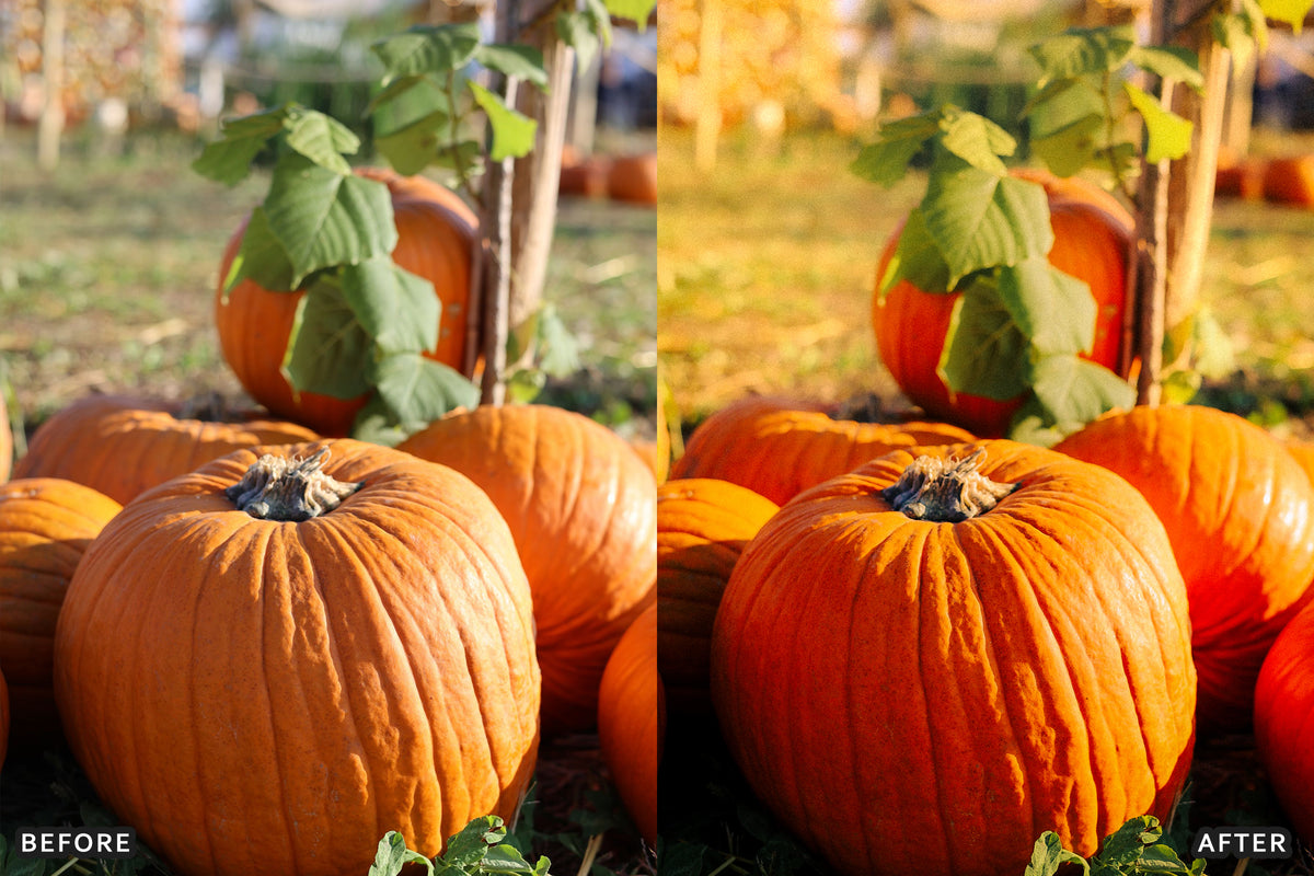 Pumpkin Patch Family Lightroom Presets before and after photo example 03