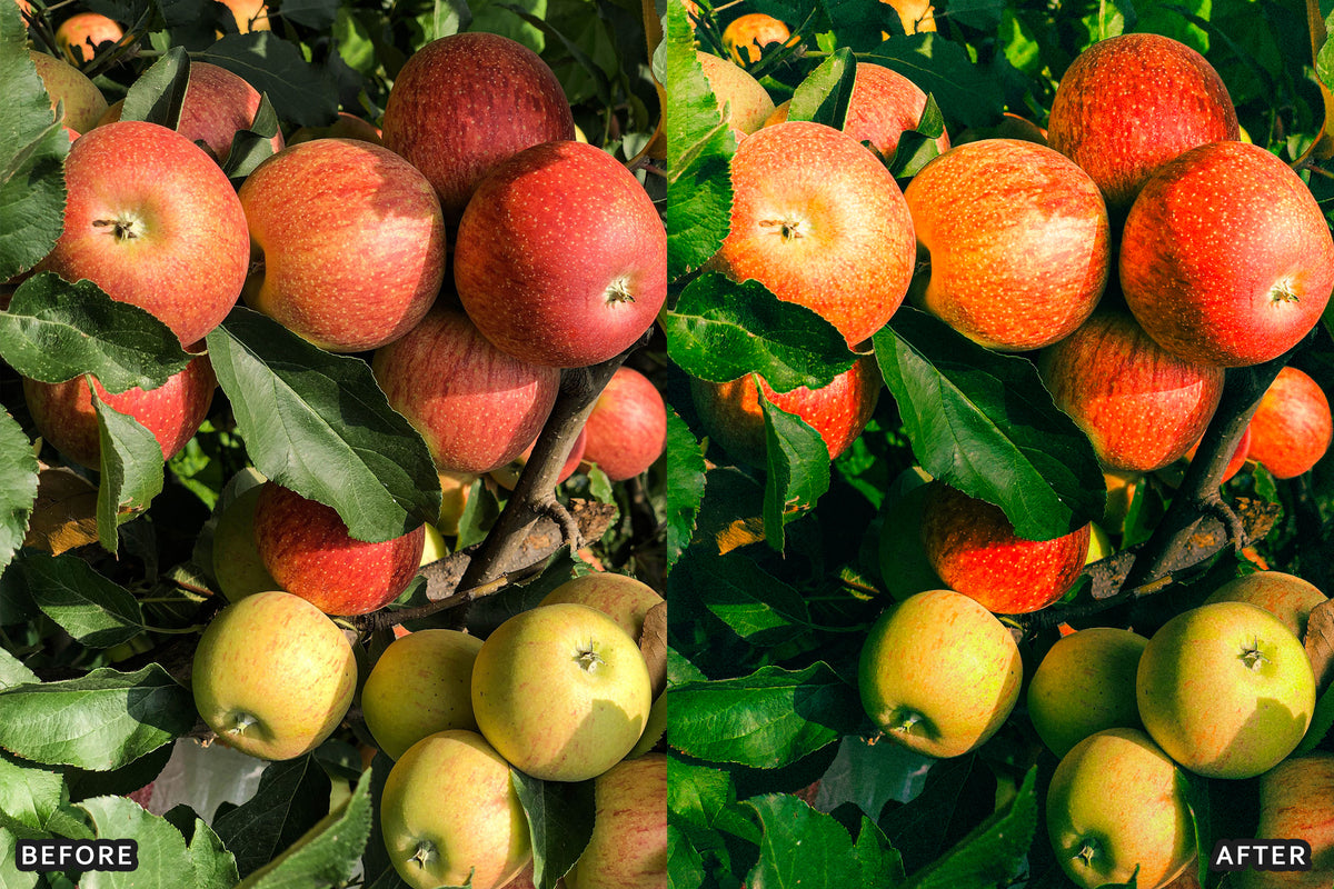 AI-Optimized Golden Apple Orchard Lightroom Presets