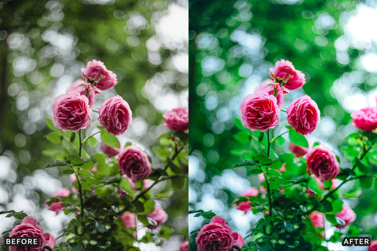 AI-Optimized Rose Velvet Bloom Lightroom Presets