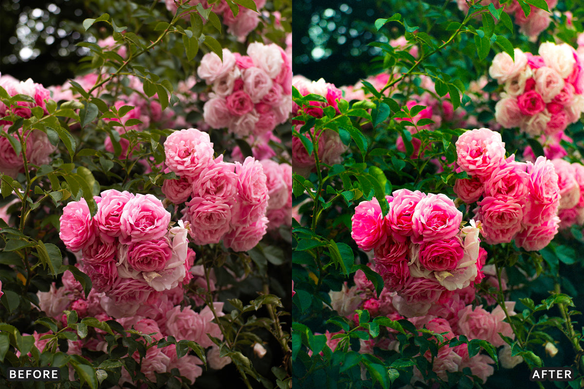 AI-Optimized Rose Velvet Bloom Lightroom Presets
