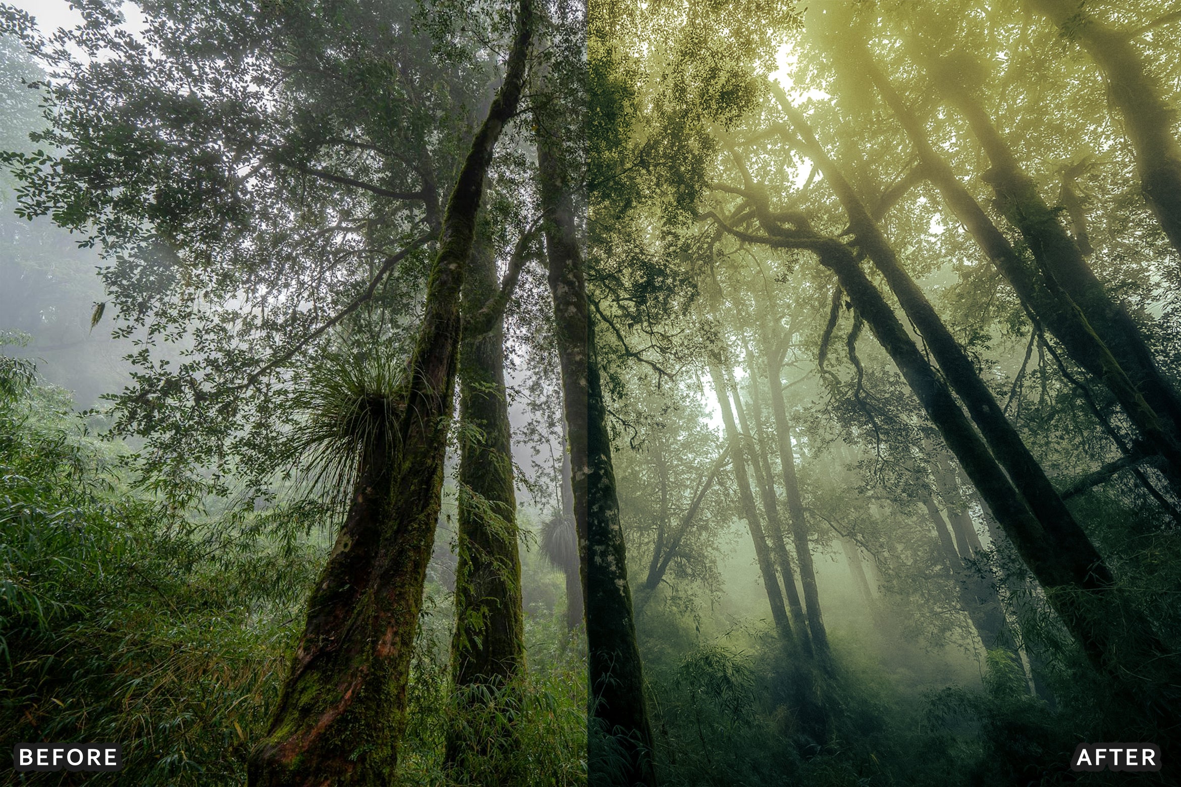 AI-Optimized Foggy Morning Lightroom Presets