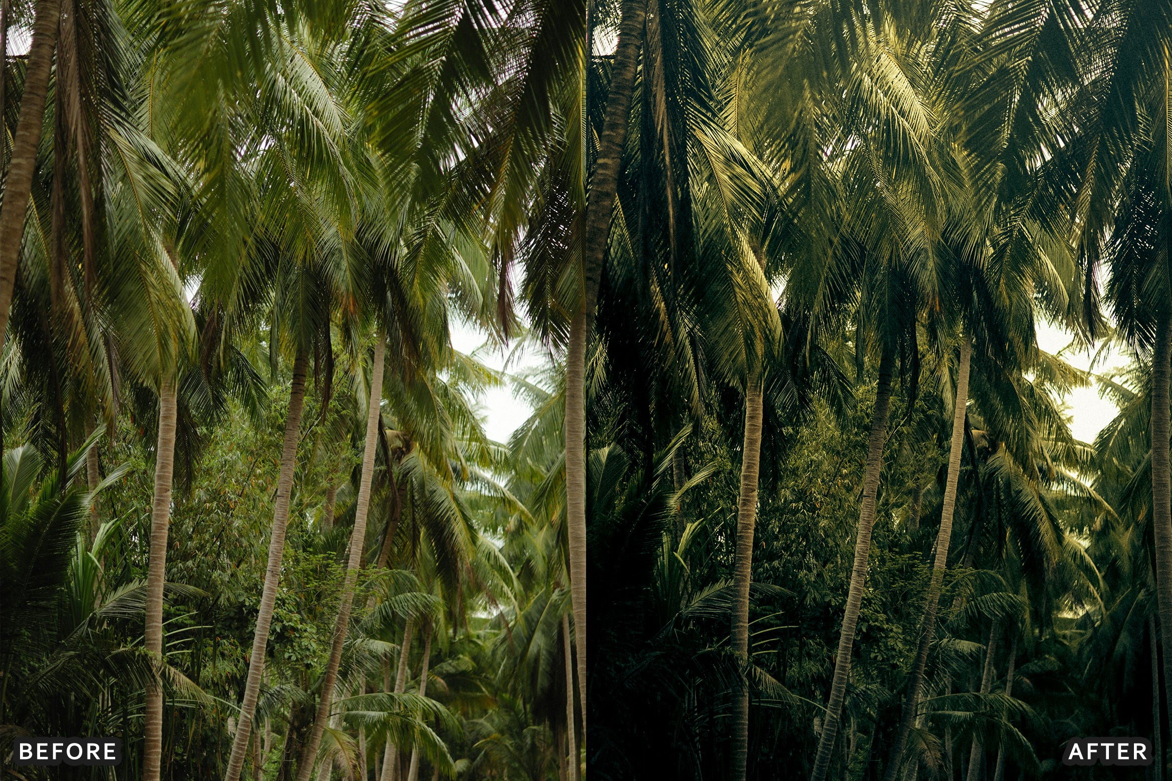 AI-Optimized Green Jungle Morning Cinematic Lightroom Presets