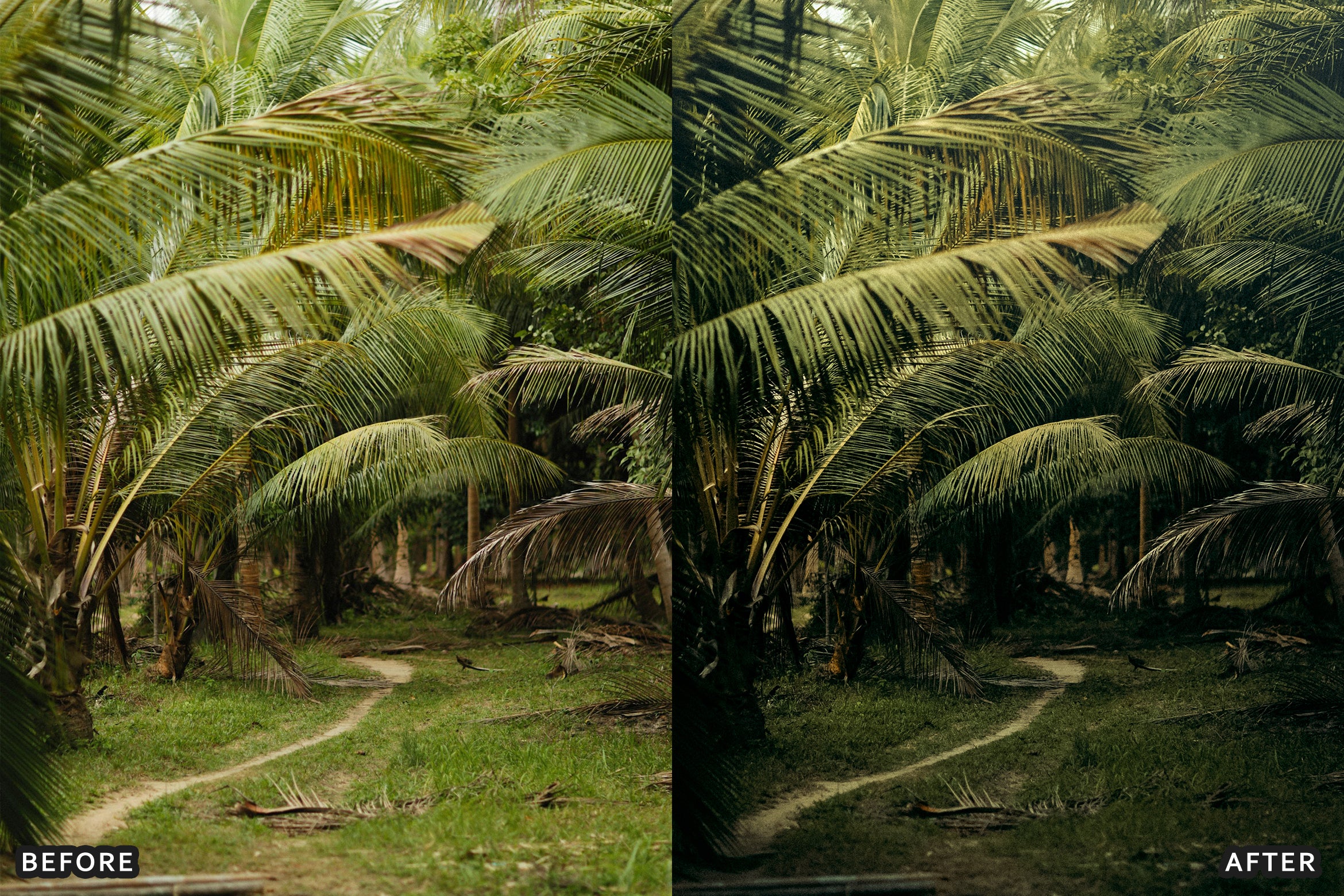 AI-Optimized Green Jungle Morning Cinematic Lightroom Presets