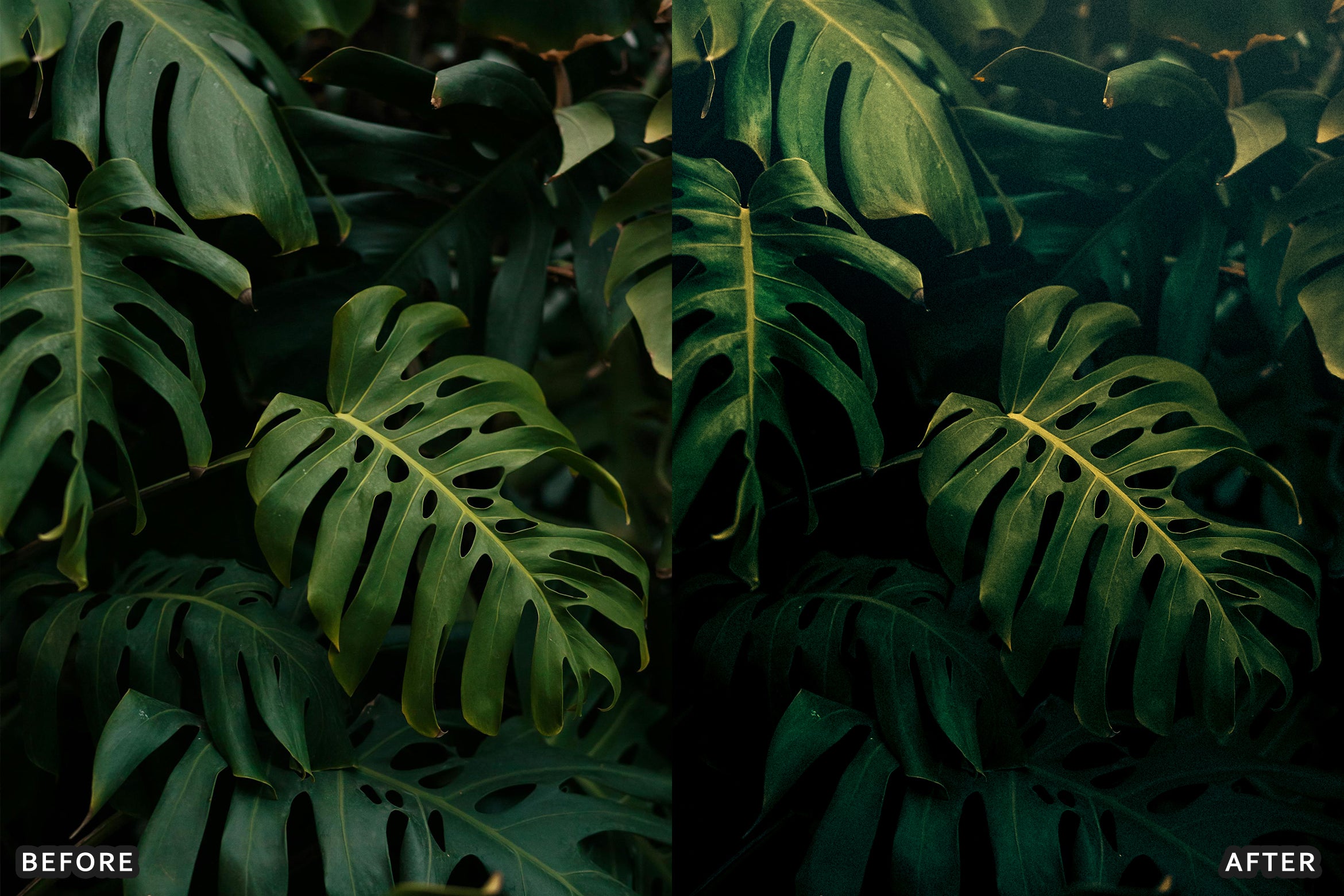 AI-Optimized Green Jungle Morning Cinematic Lightroom Presets