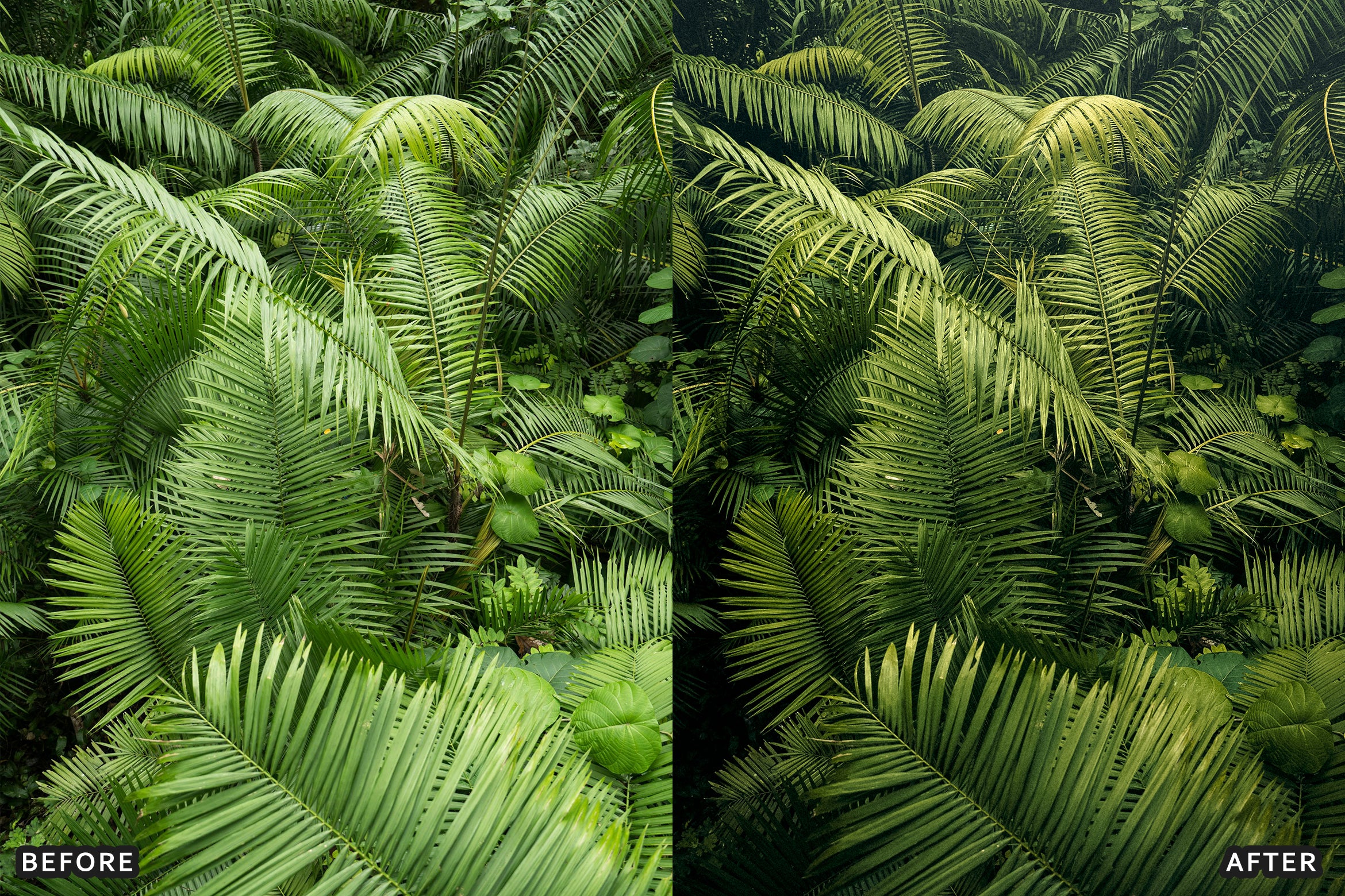 AI-Optimized Green Jungle Morning Cinematic Lightroom Presets