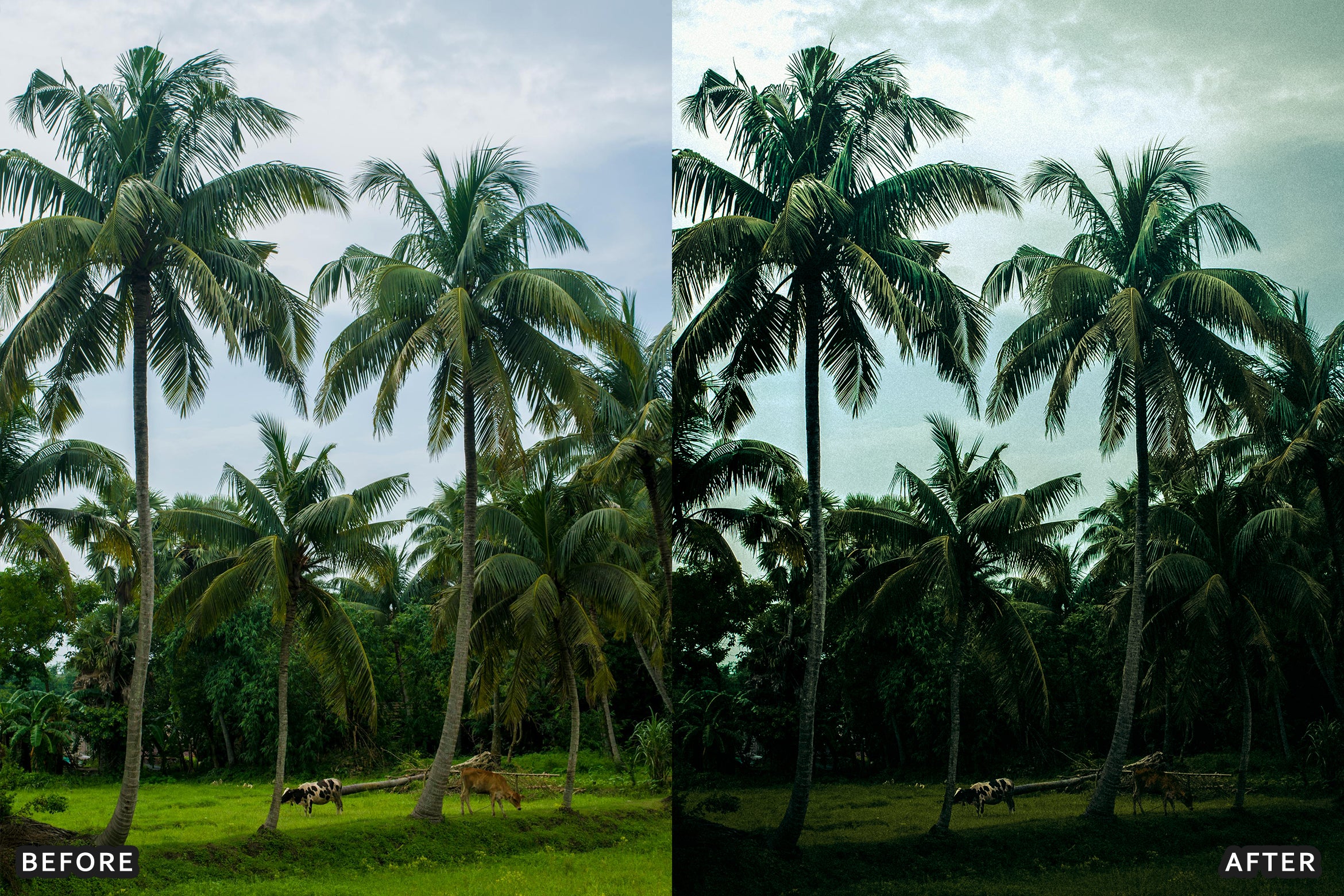 AI-Optimized Green Jungle Morning Cinematic Lightroom Presets