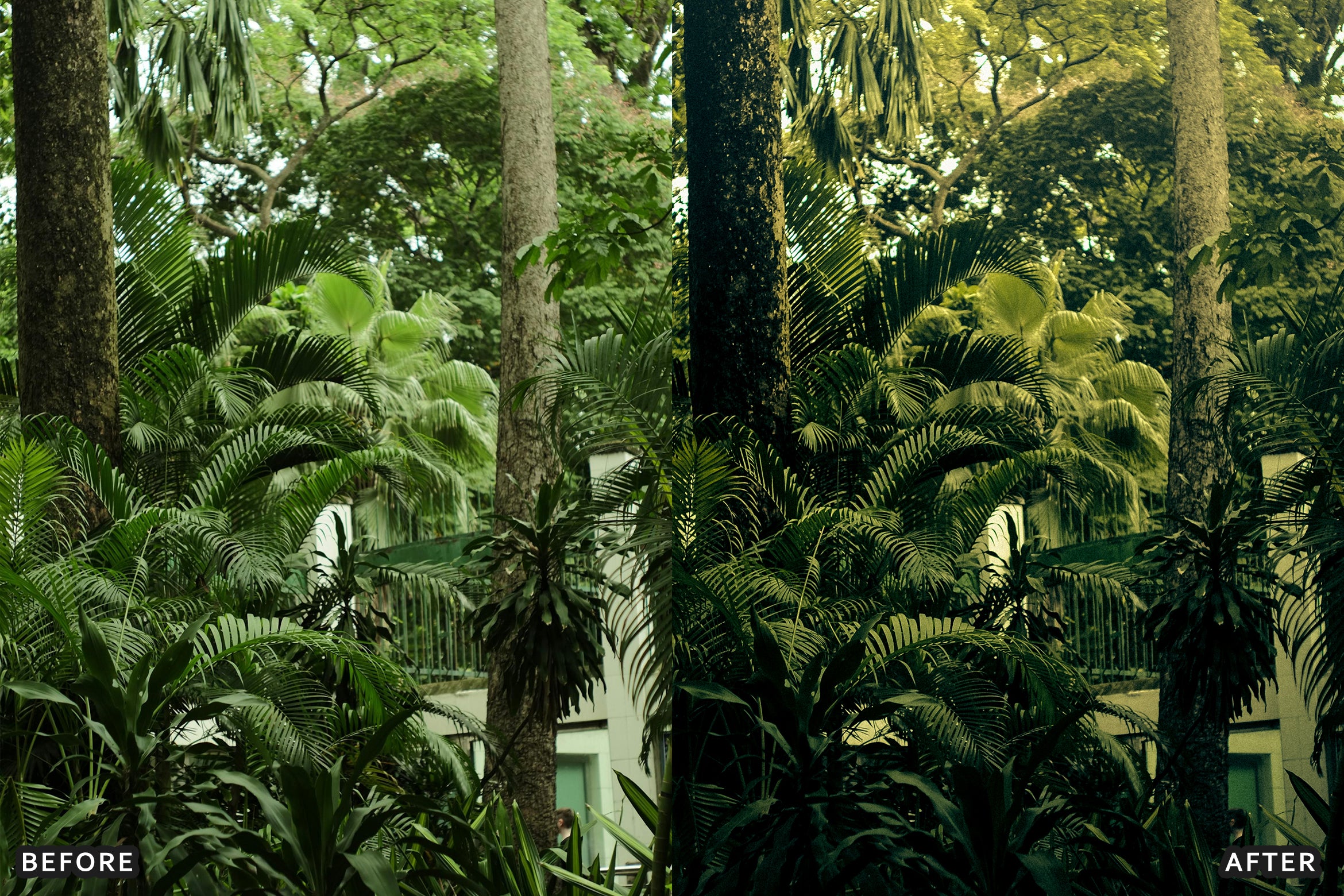 AI-Optimized Green Jungle Morning Cinematic Lightroom Presets