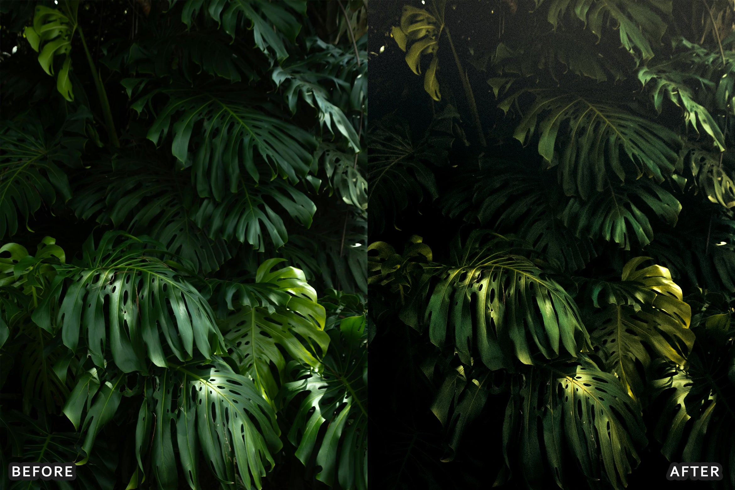 AI-Optimized Green Jungle Morning Cinematic Lightroom Presets