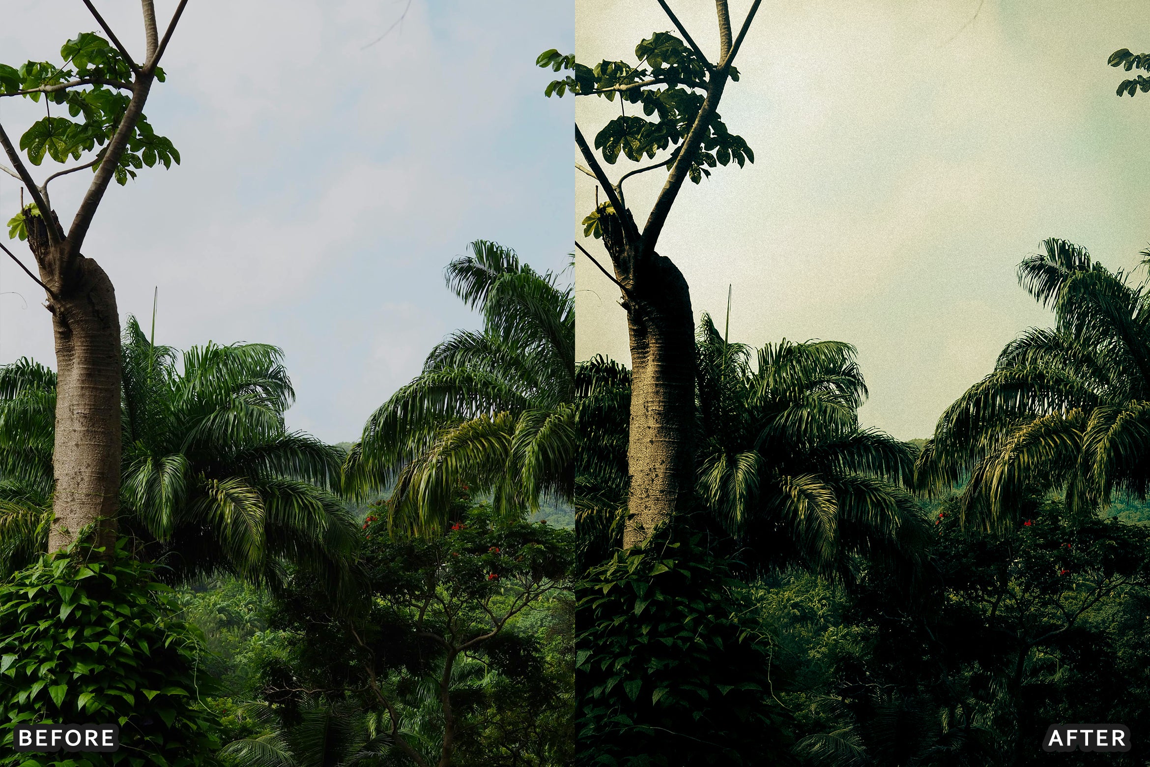 AI-Optimized Green Jungle Morning Cinematic Lightroom Presets