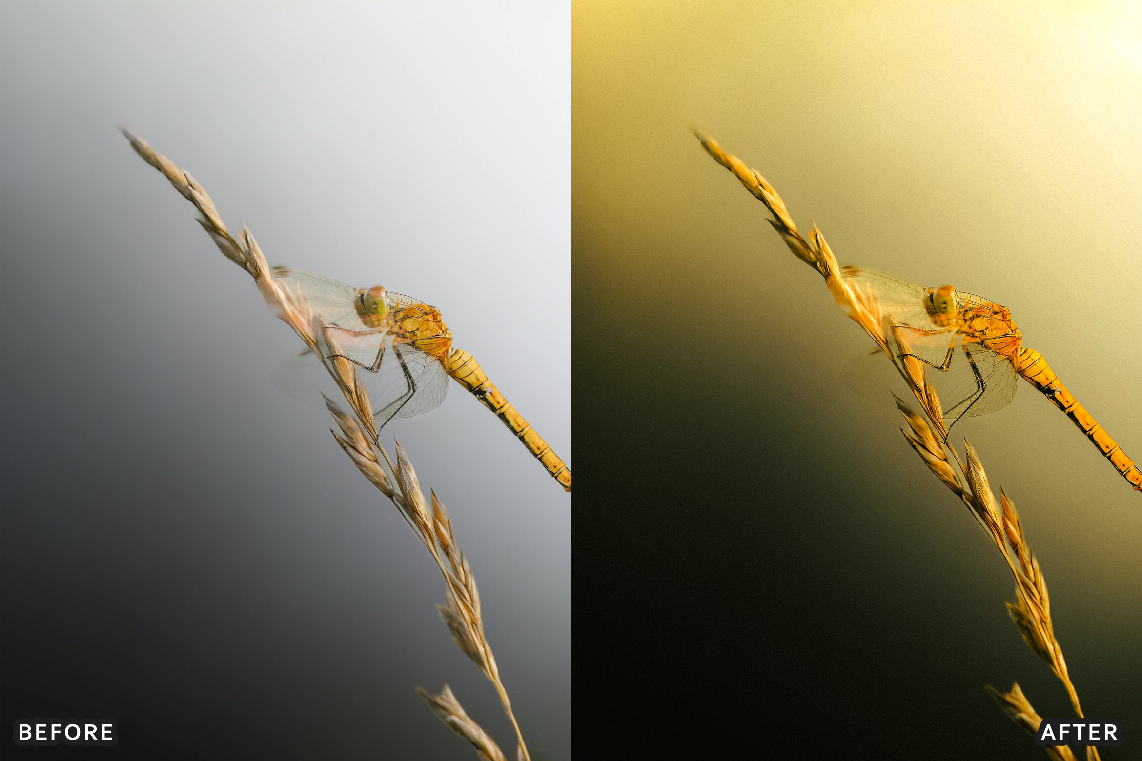 AI-Optimized Macro Photography Lightroom Preset