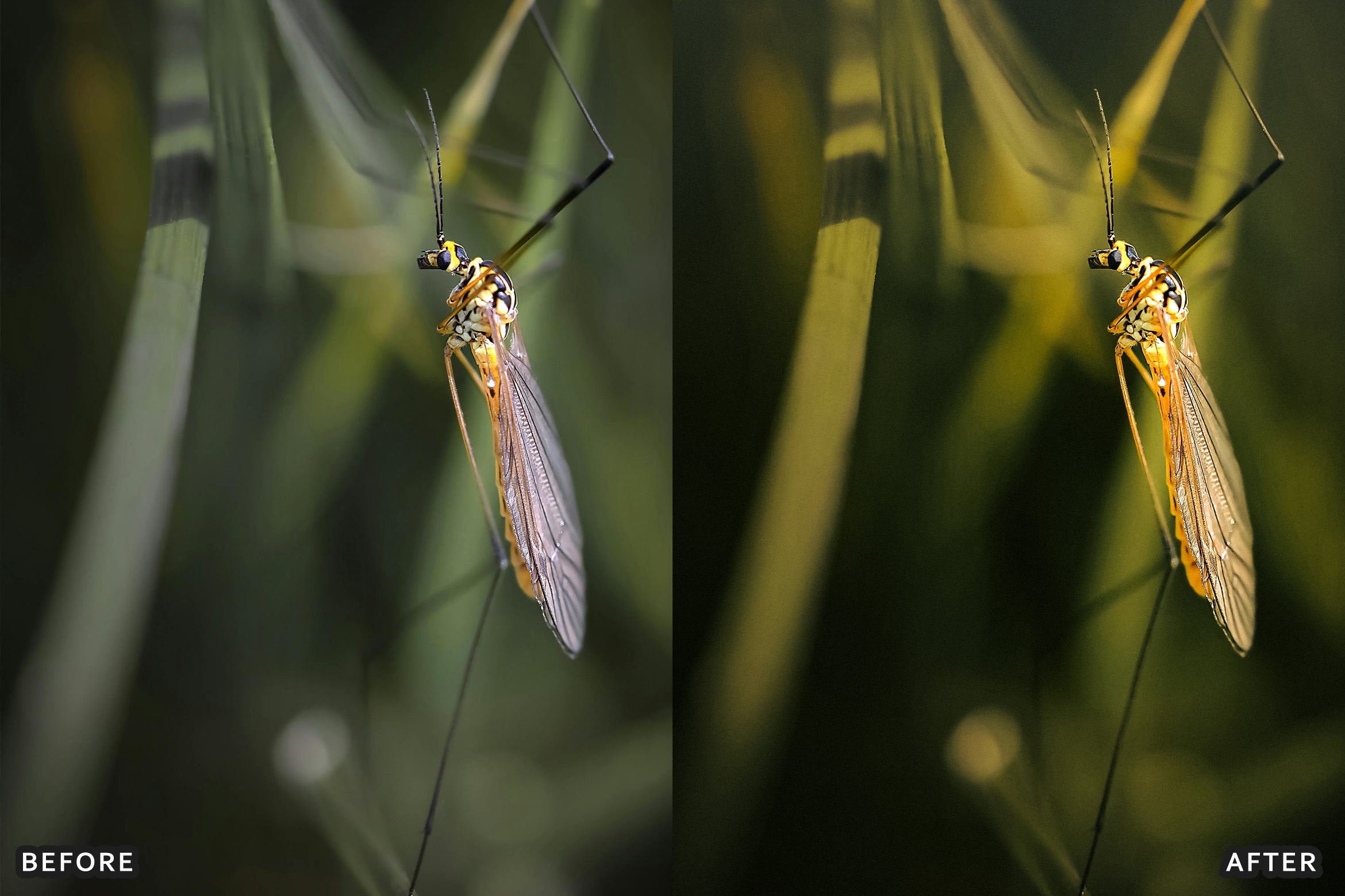 AI-Optimized Macro Photography Lightroom Preset