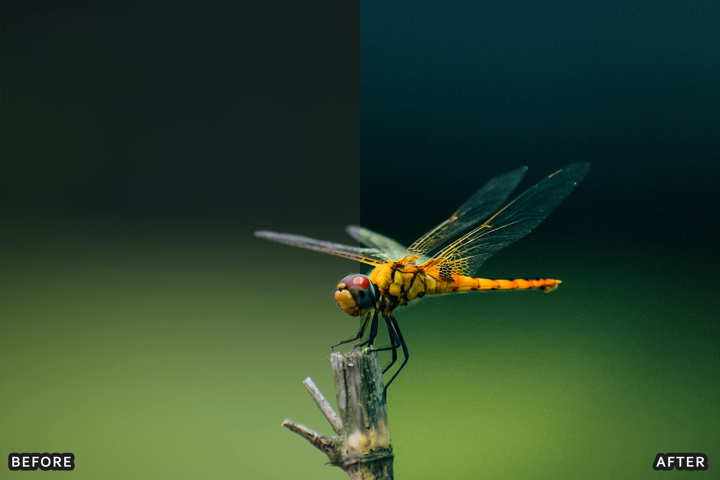 AI-Optimized Macro Photography Lightroom Preset