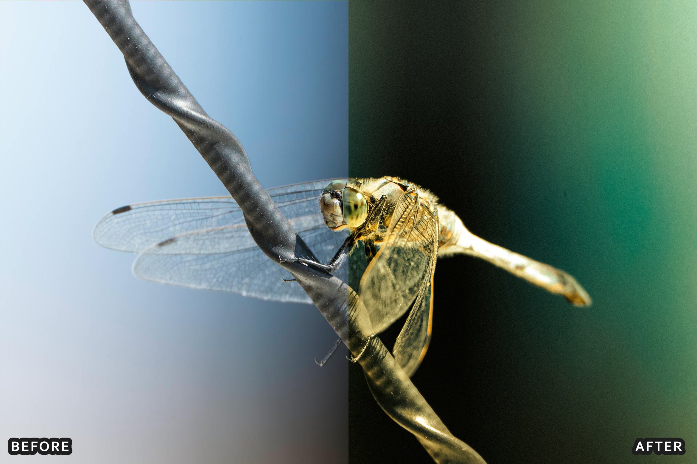 AI-Optimized Macro Photography Lightroom Preset