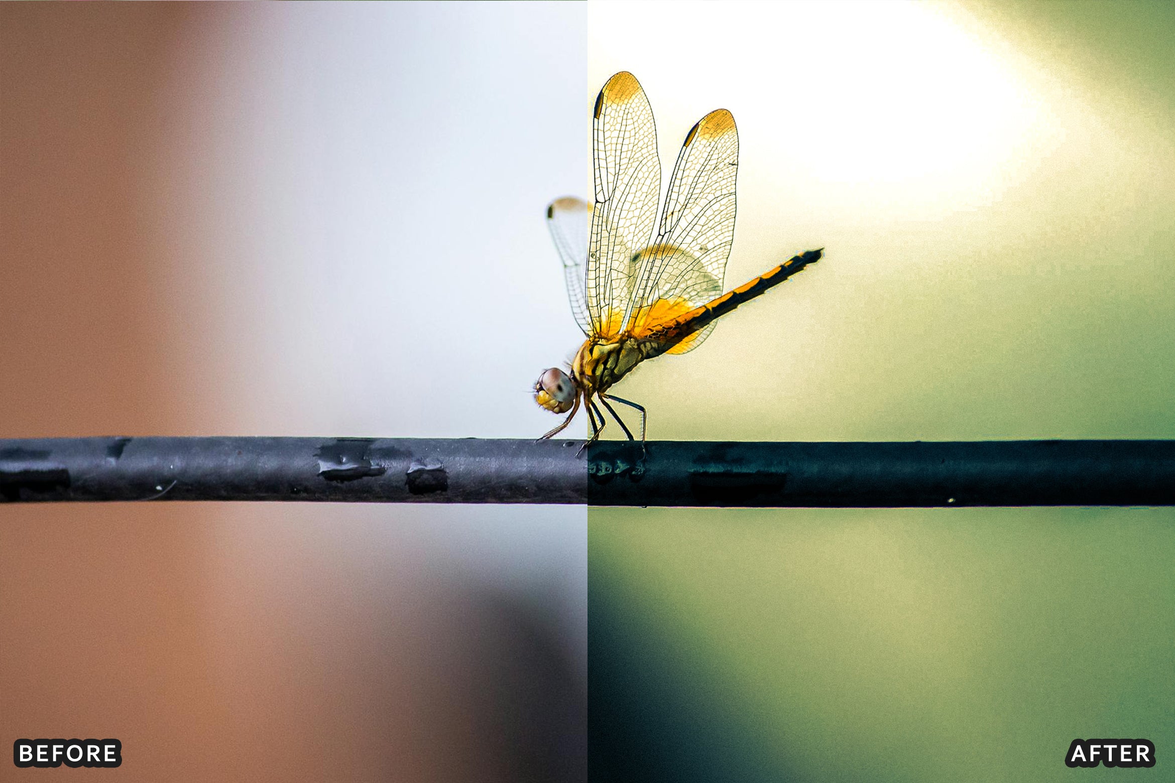 AI-Optimized Macro Photography Lightroom Preset