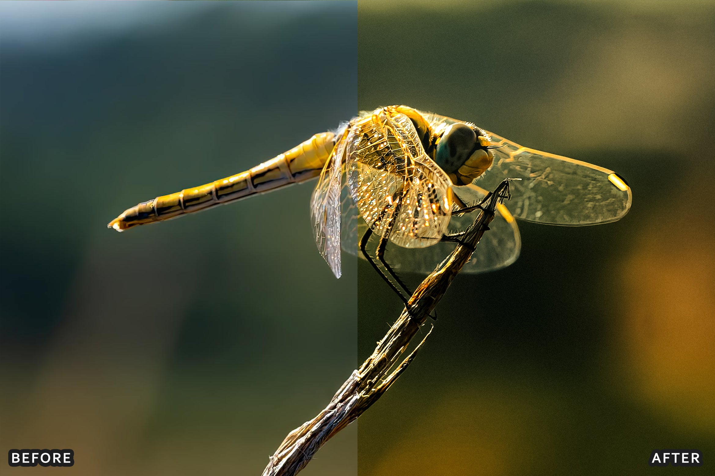 AI-Optimized Macro Photography Lightroom Preset