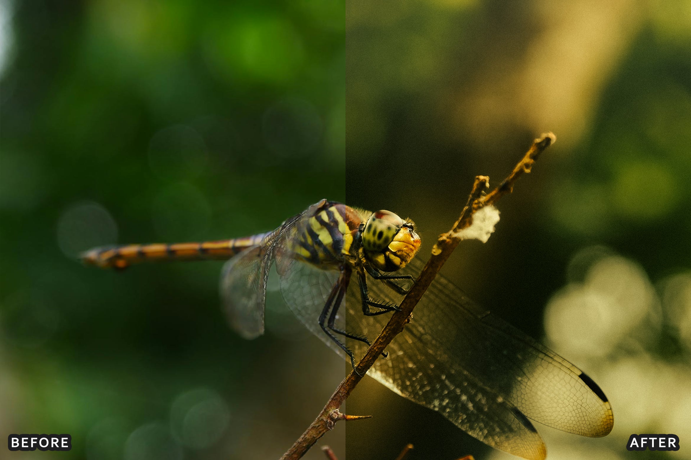AI-Optimized Macro Photography Lightroom Preset
