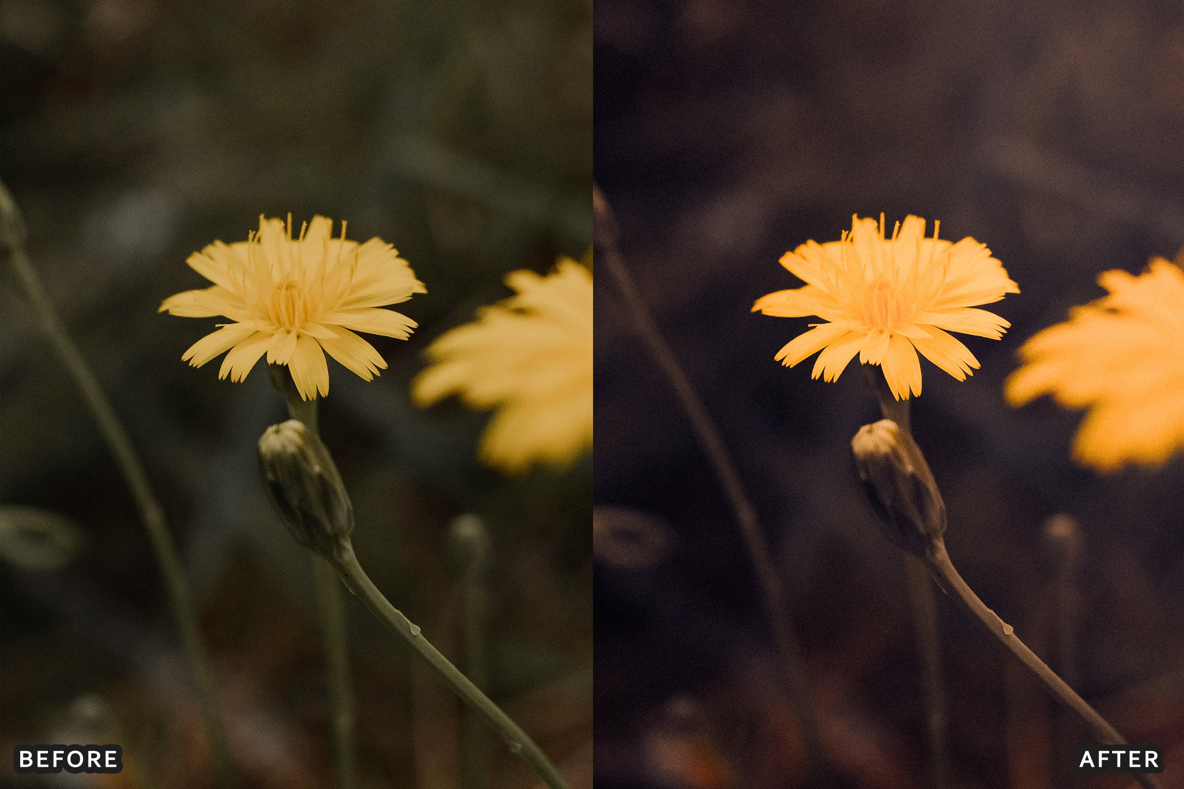 AI-Optimized Warm Velvet Lightroom Presets - Lightroom Presets - by AAA Presets