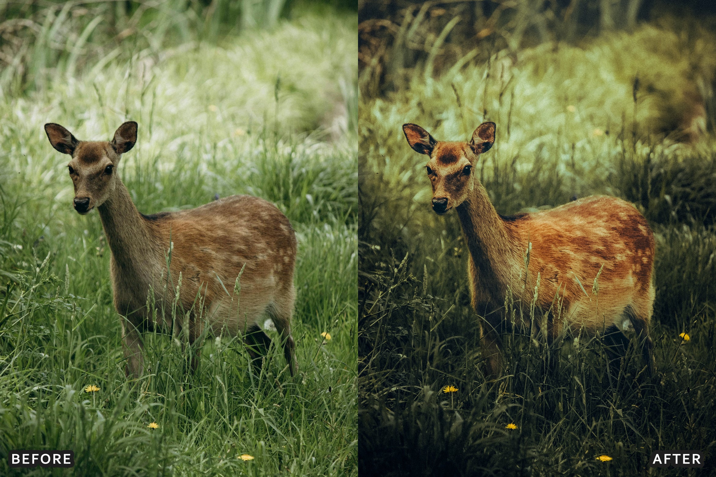 AI-Optimized Wild Animal Lightroom Presets