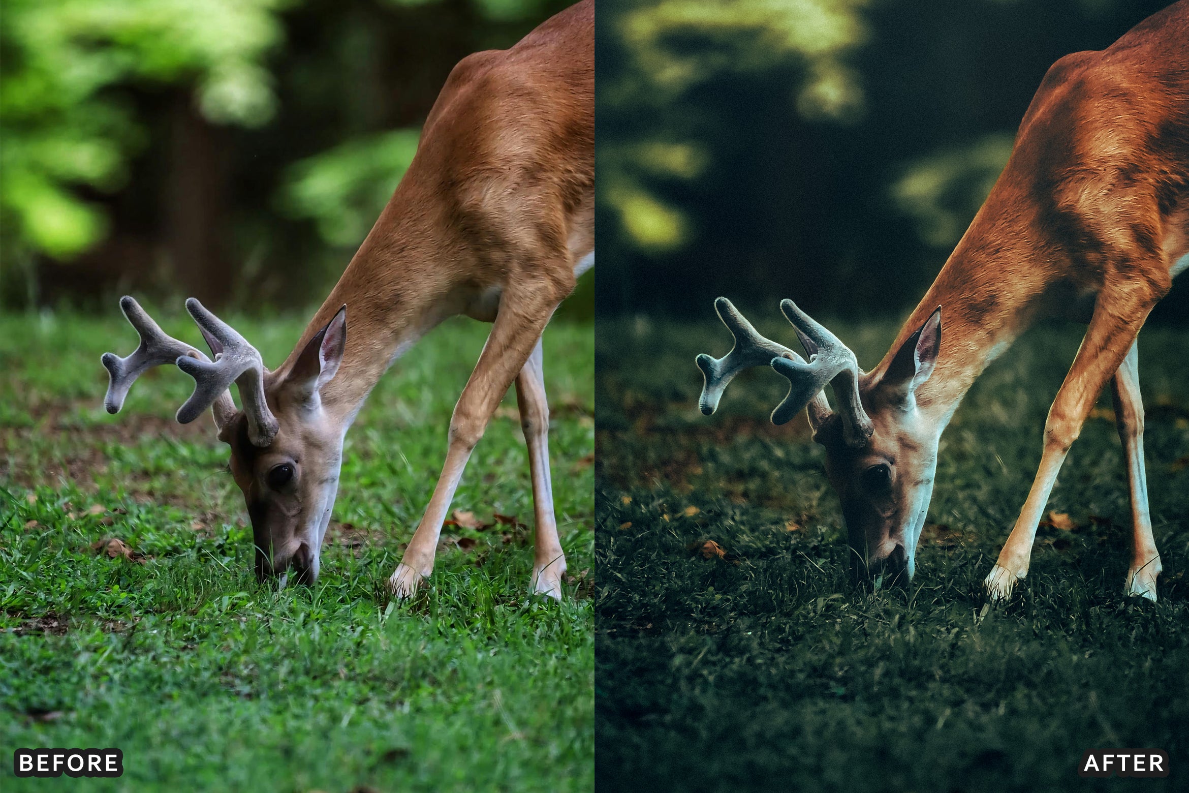 AI-Optimized Wild Animal Lightroom Presets