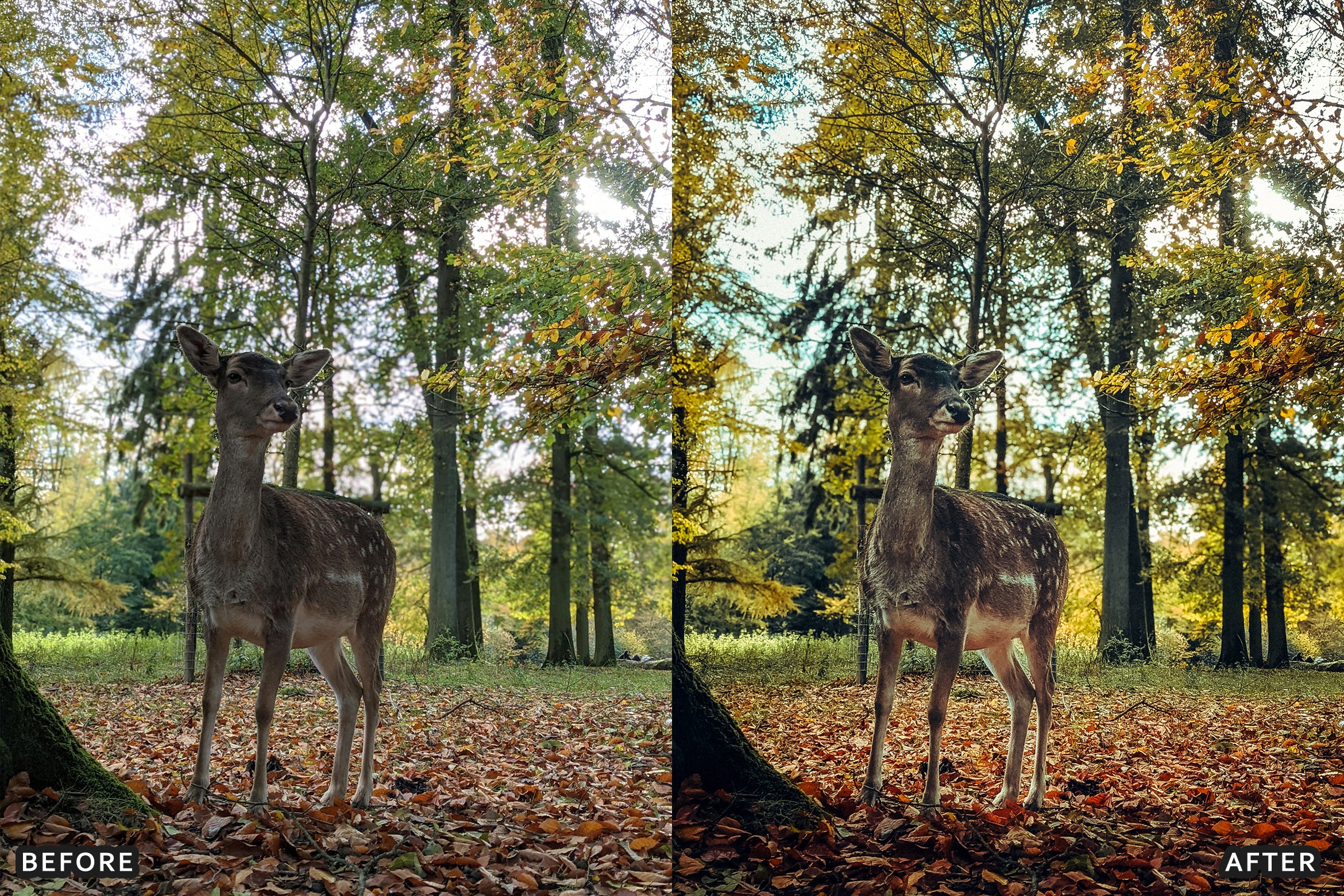 AI-Optimized Wild Animal Lightroom Presets