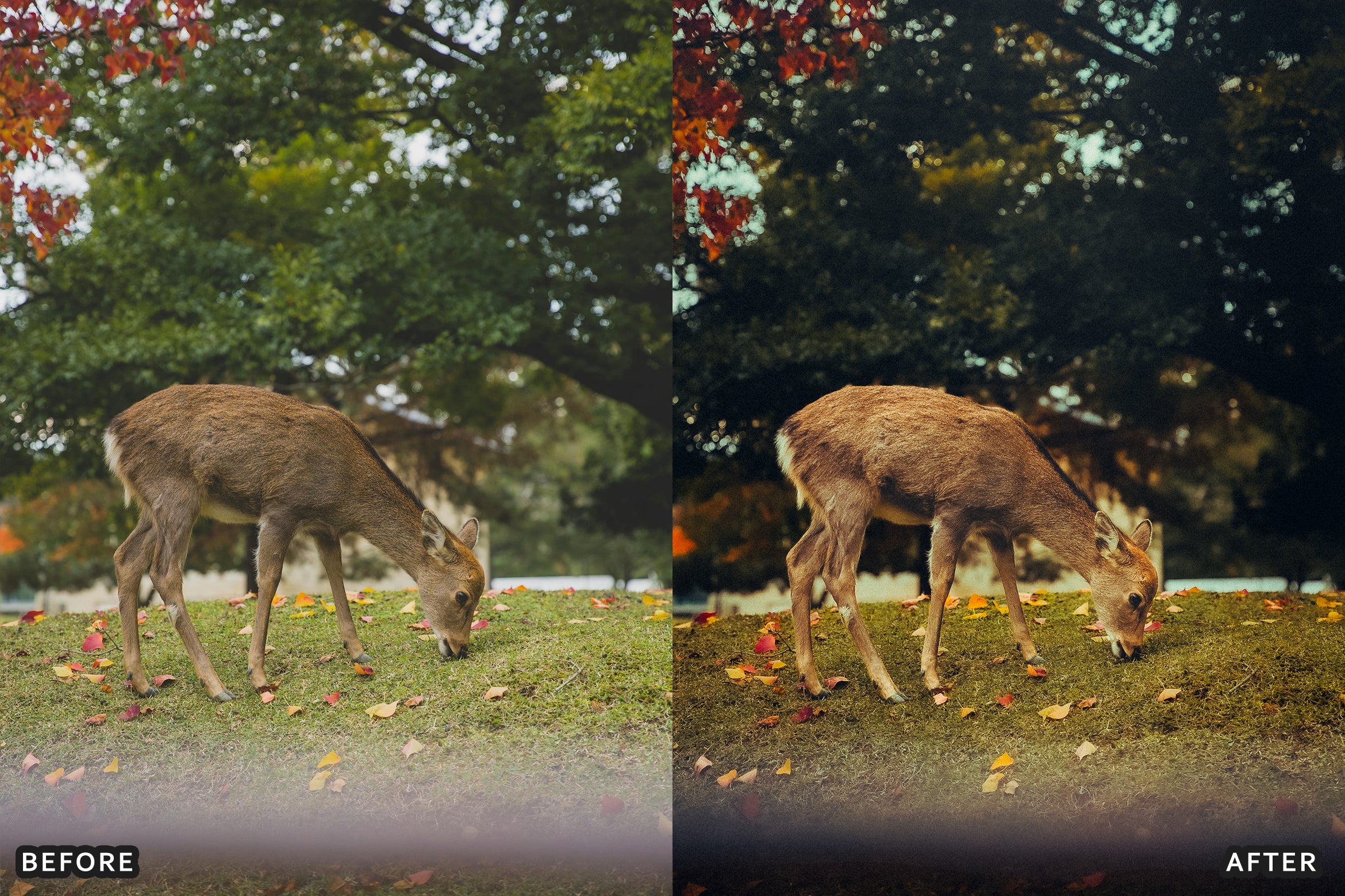 AI-Optimized Wild Animal Lightroom Presets