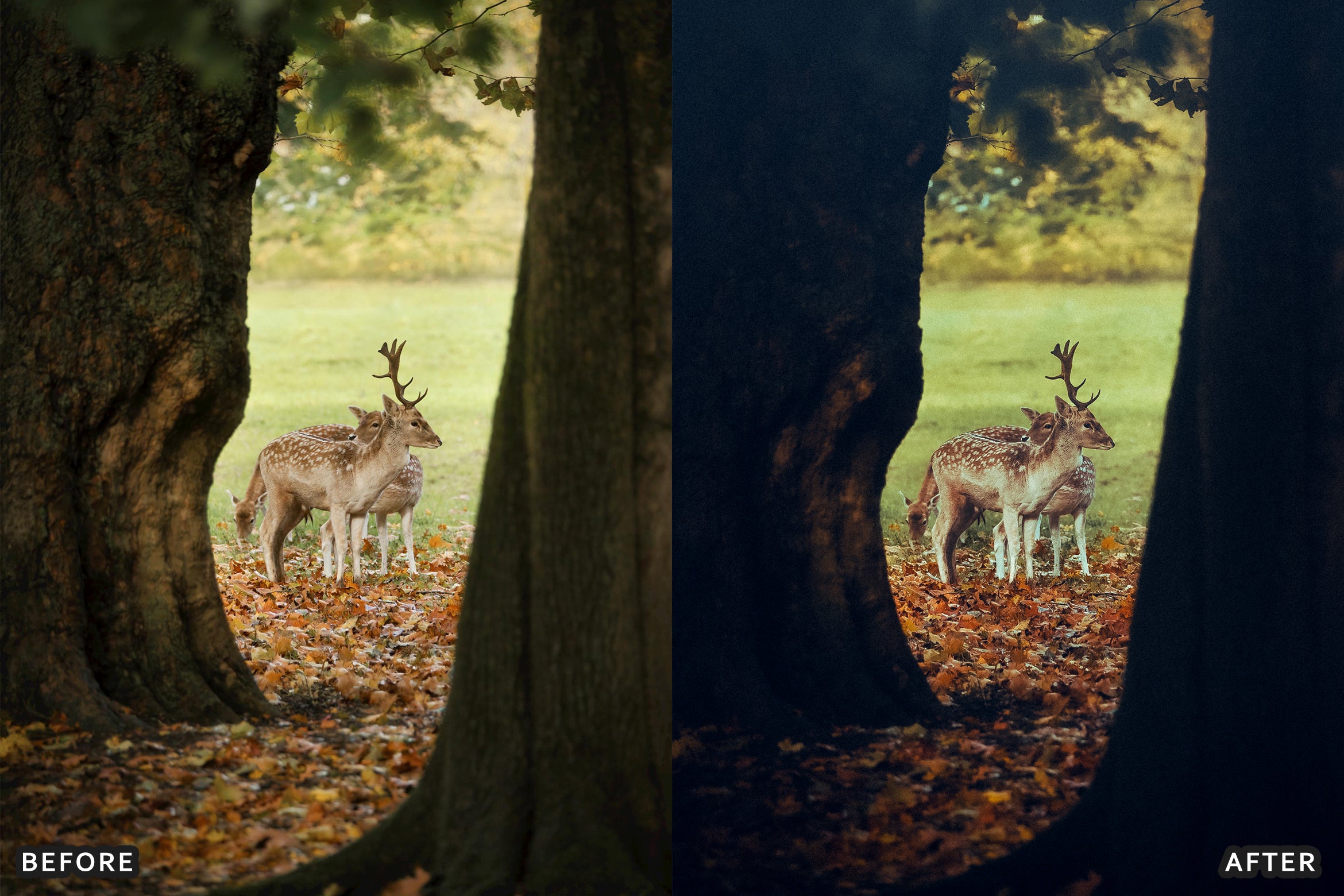 AI-Optimized Wild Animal Lightroom Presets