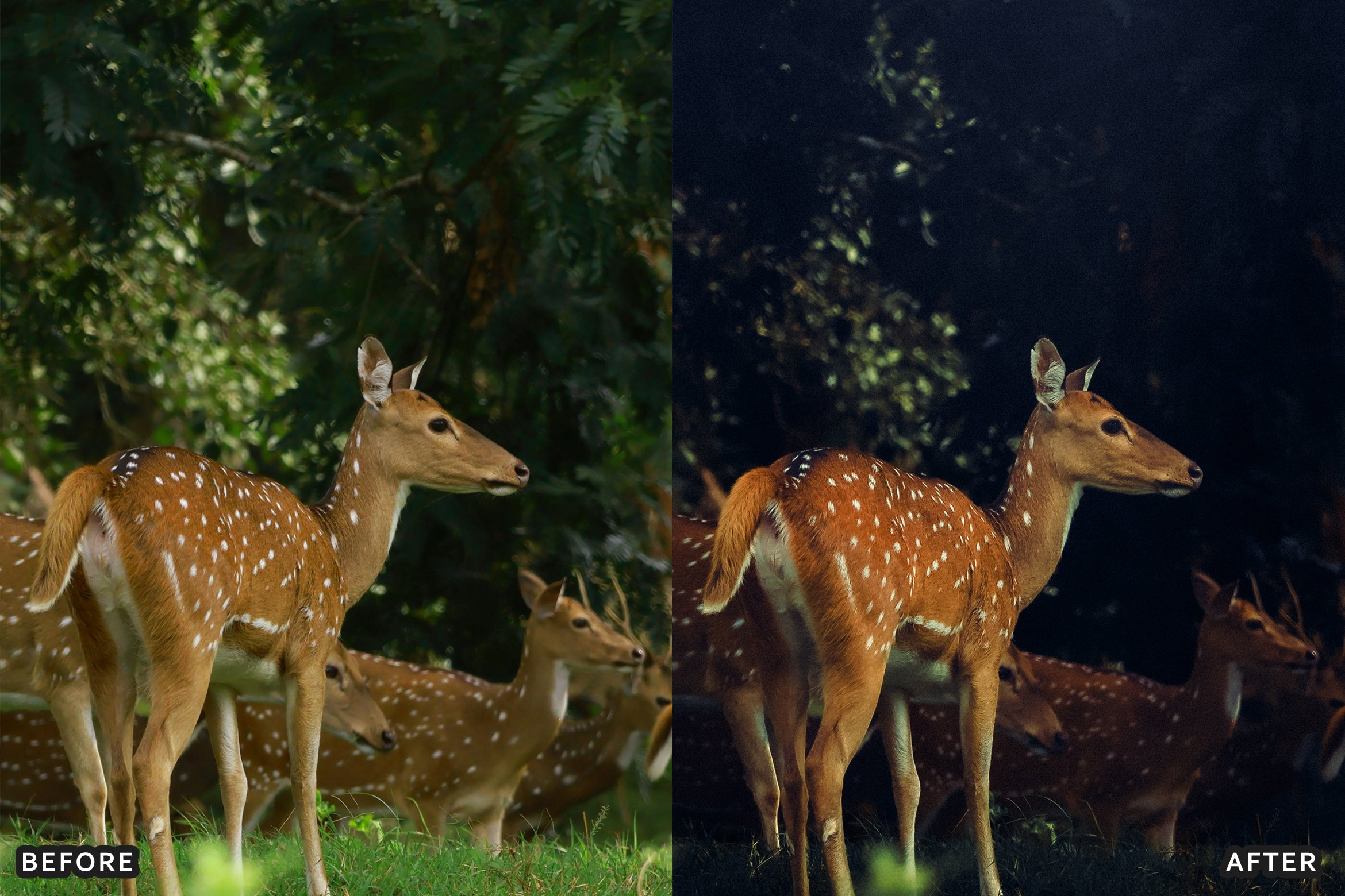 AI-Optimized Wild Animal Lightroom Presets