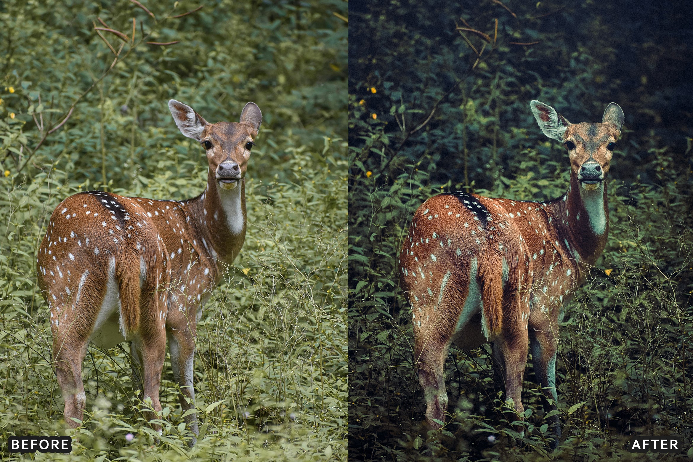 AI-Optimized Wild Animal Lightroom Presets