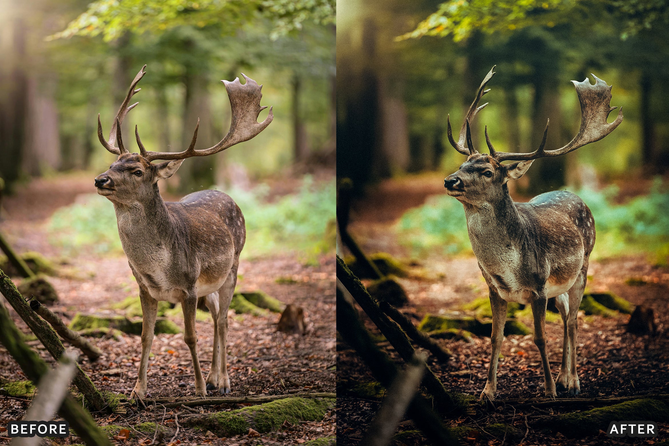 AI-Optimized Wild Animal Lightroom Presets