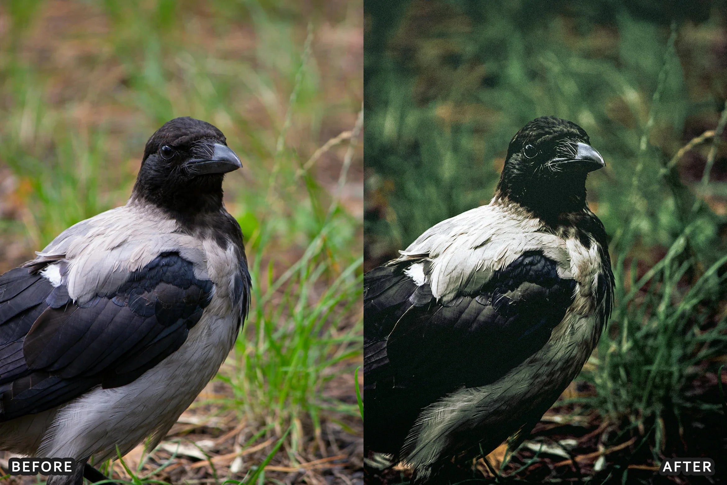 AI-Optimized Cinematic Bird Wildlife Lightroom Presets - Lightroom Presets - by AAA Presets