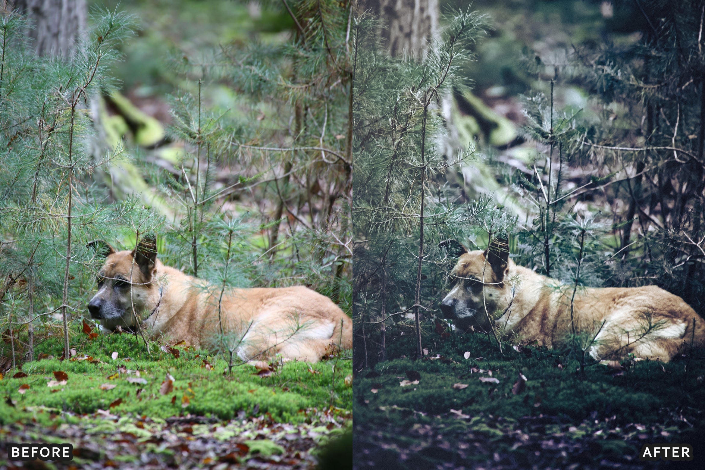 AI-Optimized Dark Green Lightroom Presets - Lightroom Presets - by AAA Presets