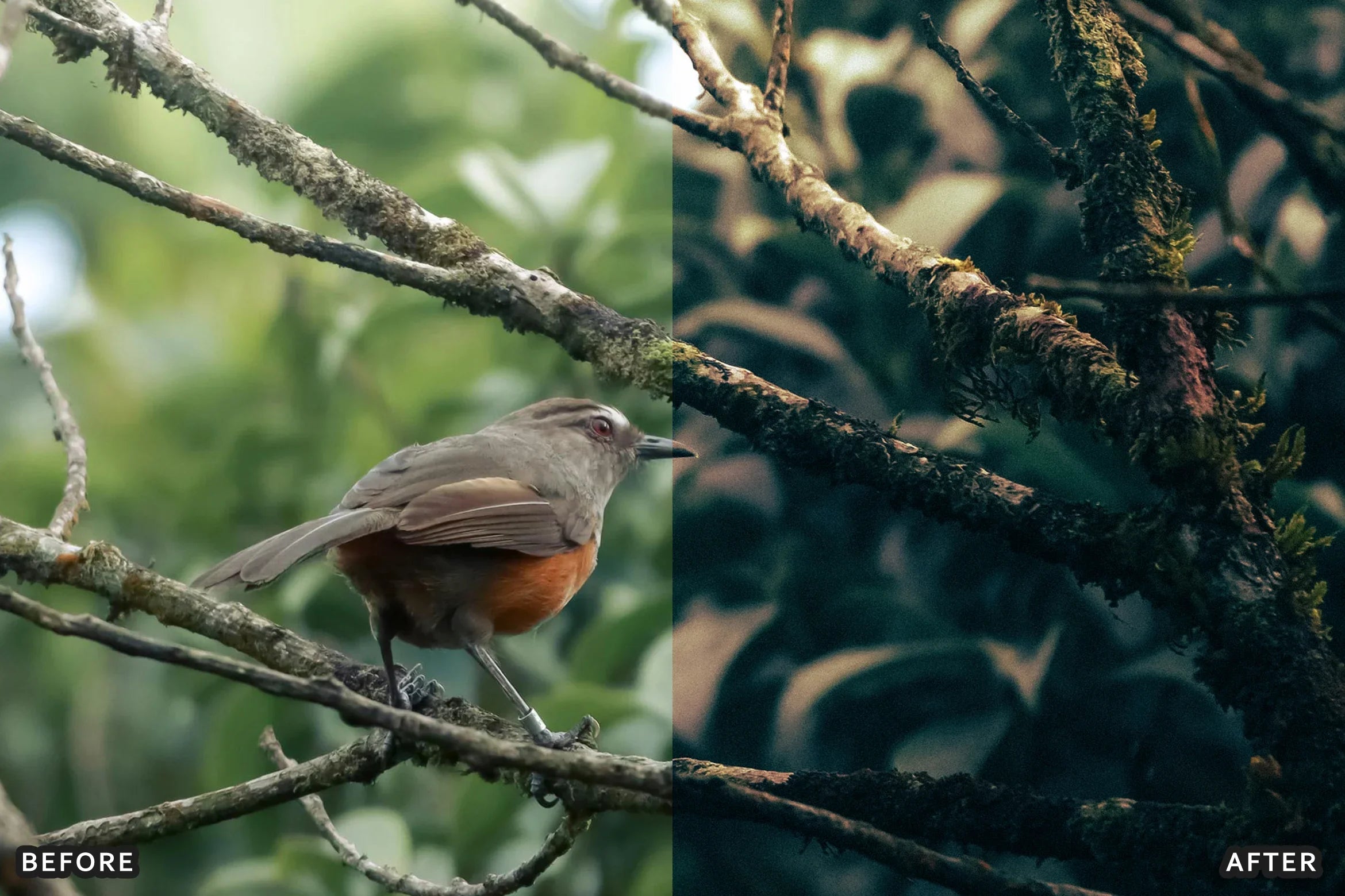 AI-Optimized Deep Jungle Tones Lightroom Presets - Lightroom Presets - by AAA Presets