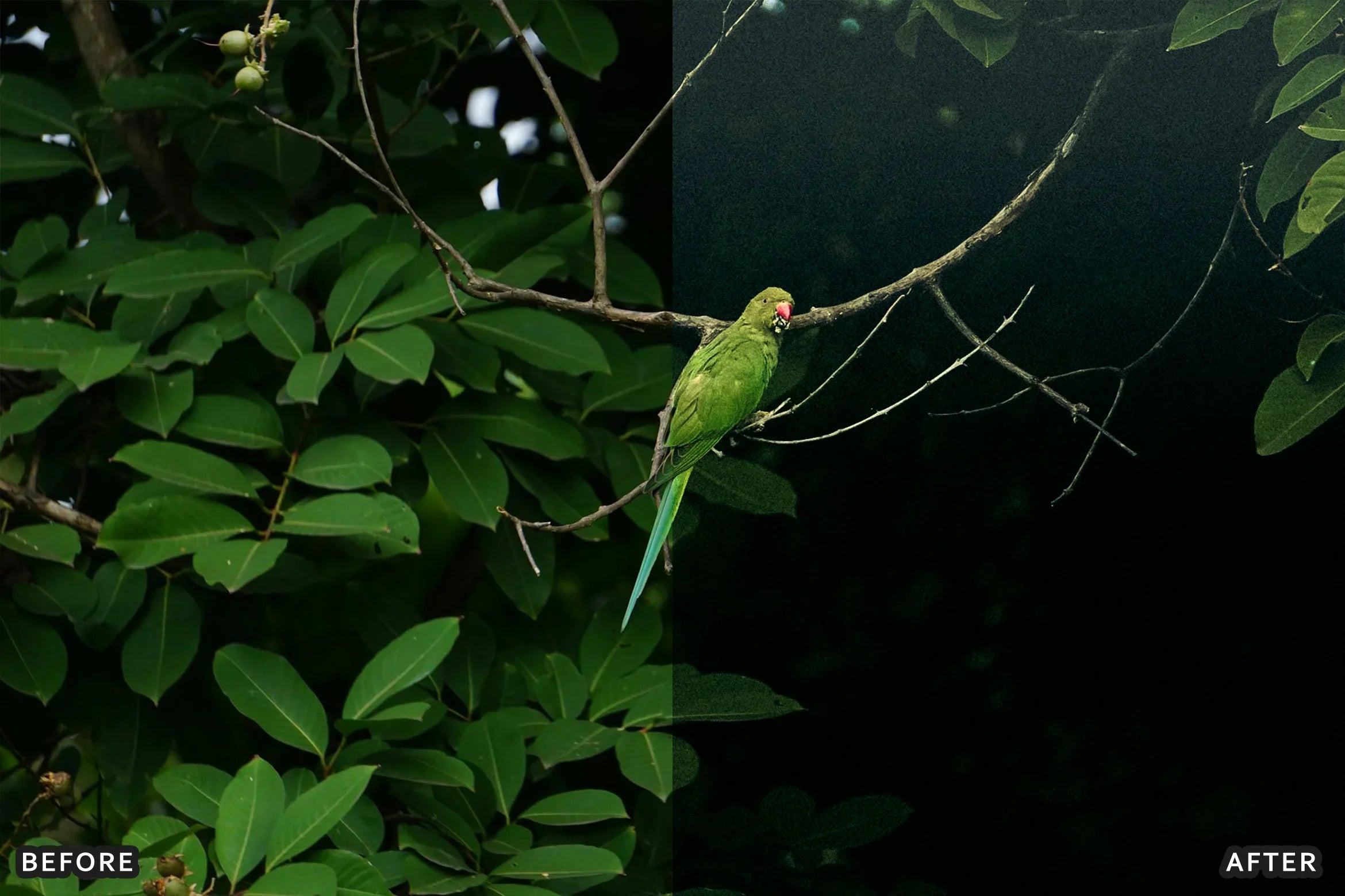 AI-Optimized Green Jungle Morning Cinematic Lightroom Presets