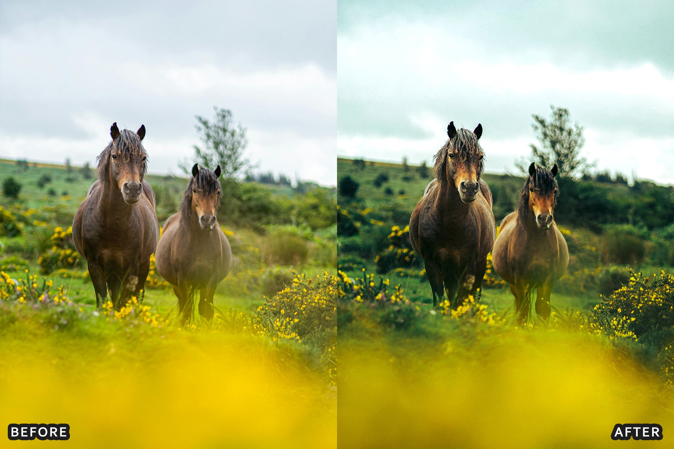 AI-Optimized Horse Ranch Lightroom Presets - Lightroom Presets - by AAA Presets