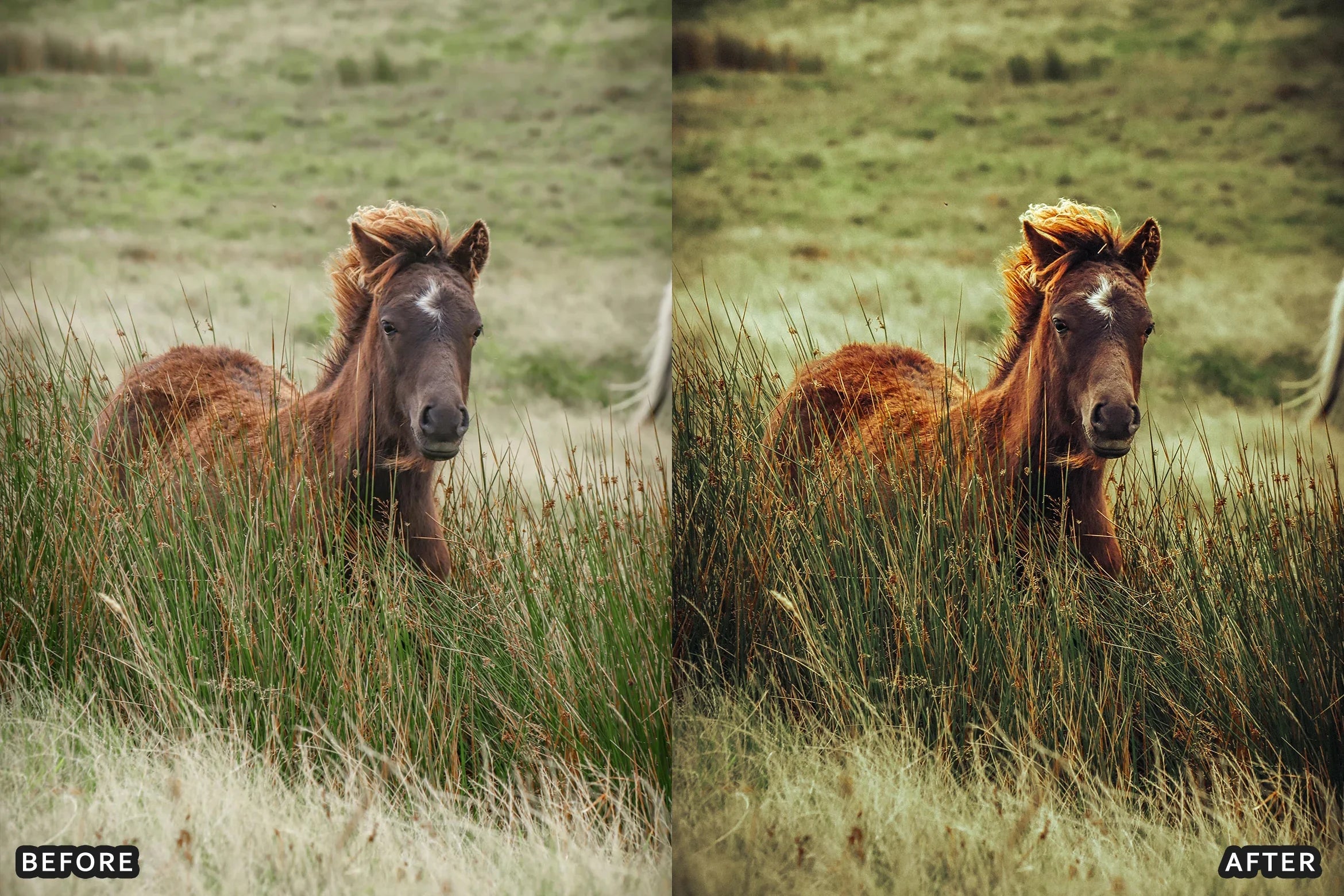 AI-Optimized Horse Ranch Lightroom Presets - Lightroom Presets - by AAA Presets
