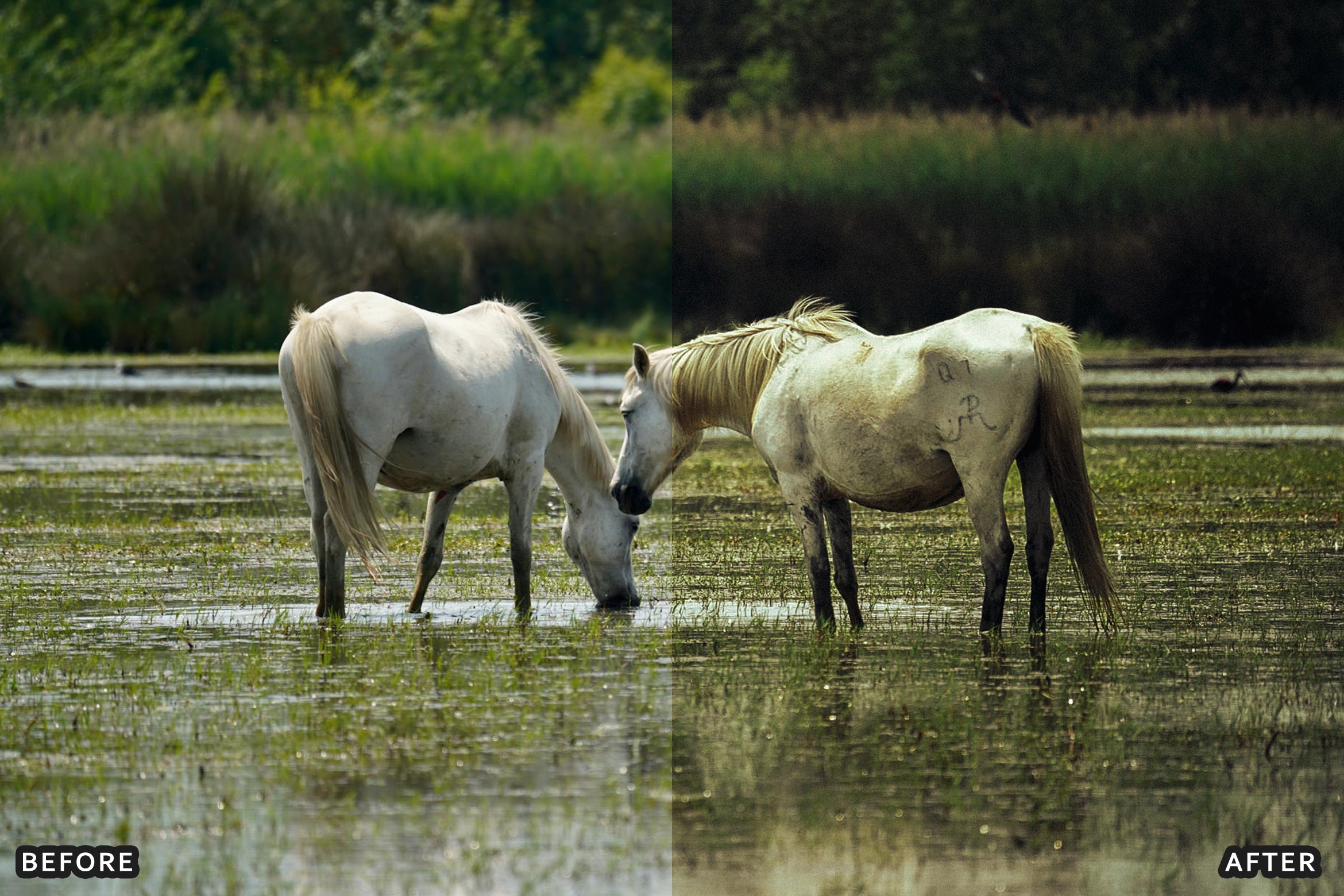 AI-Optimized Horse Ranch Lightroom Presets - Lightroom Presets - by AAA Presets