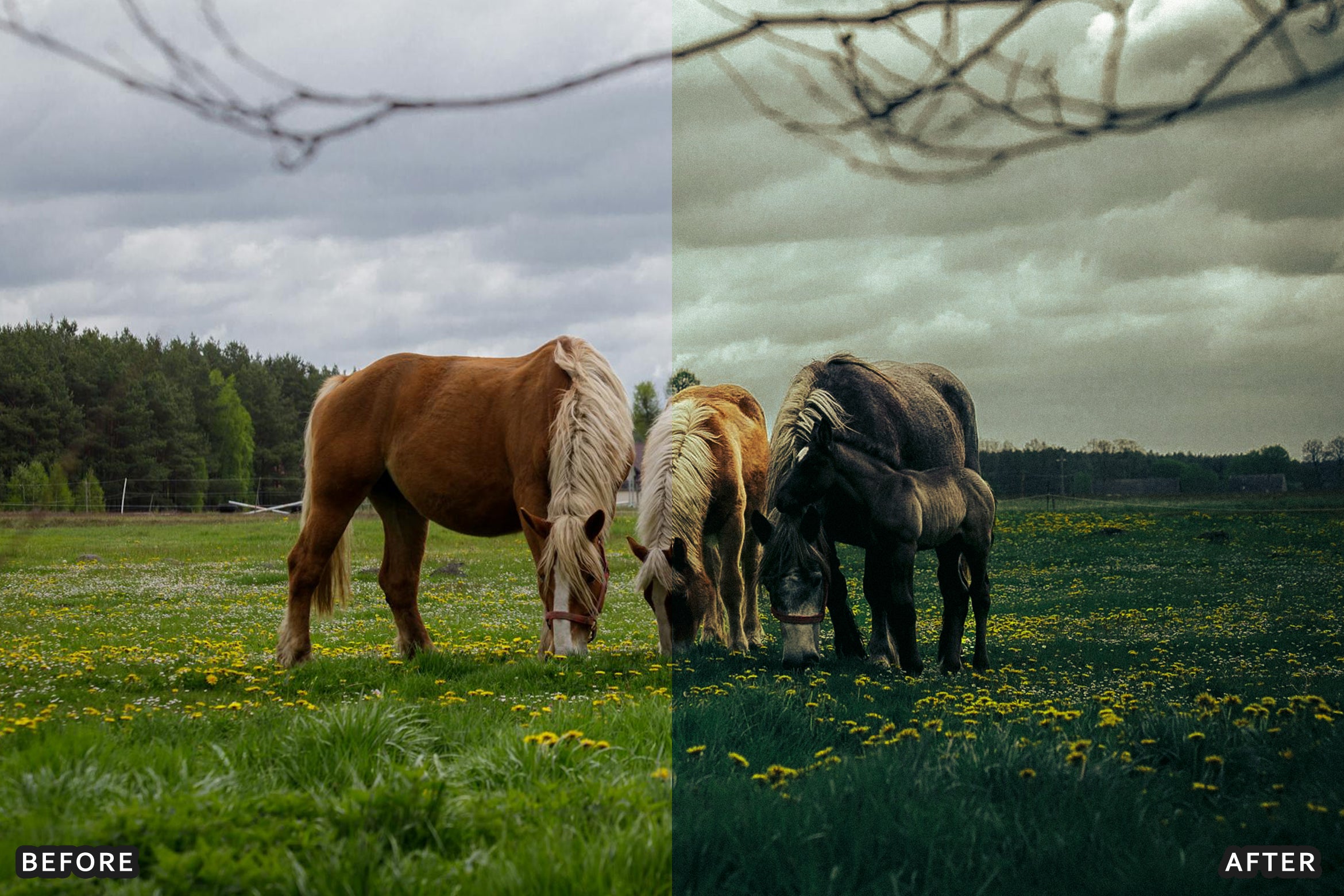 AI-Optimized Horse Ranch Lightroom Presets - Lightroom Presets - by AAA Presets