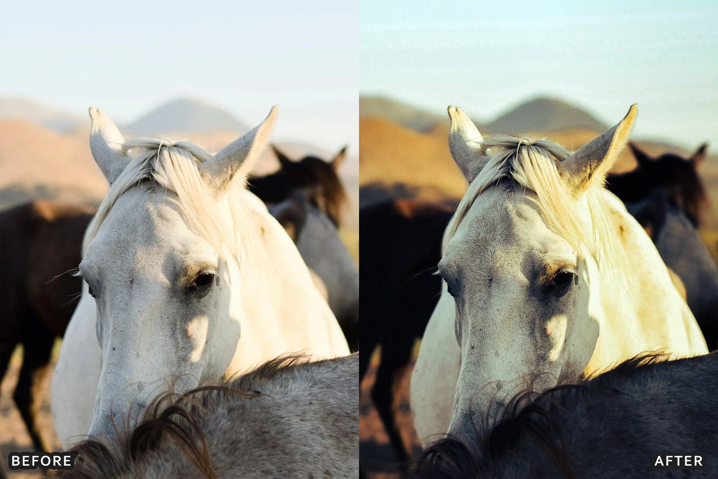 AI-Optimized Horse Ranch Lightroom Presets - Lightroom Presets - by AAA Presets
