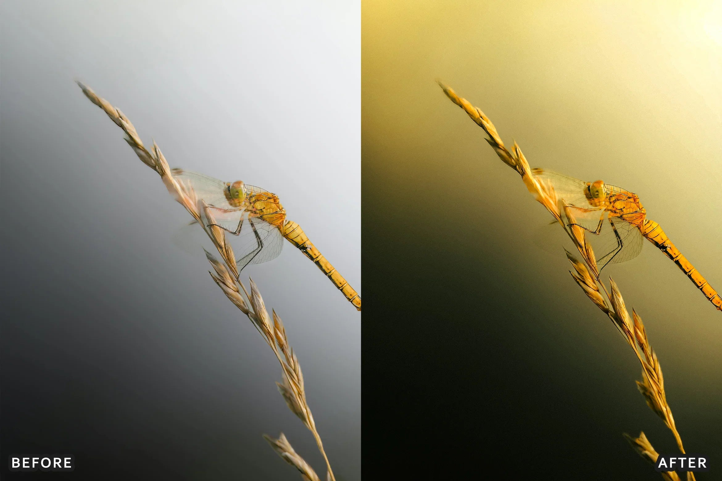 AI-Optimized Macro Photography Lightroom Preset