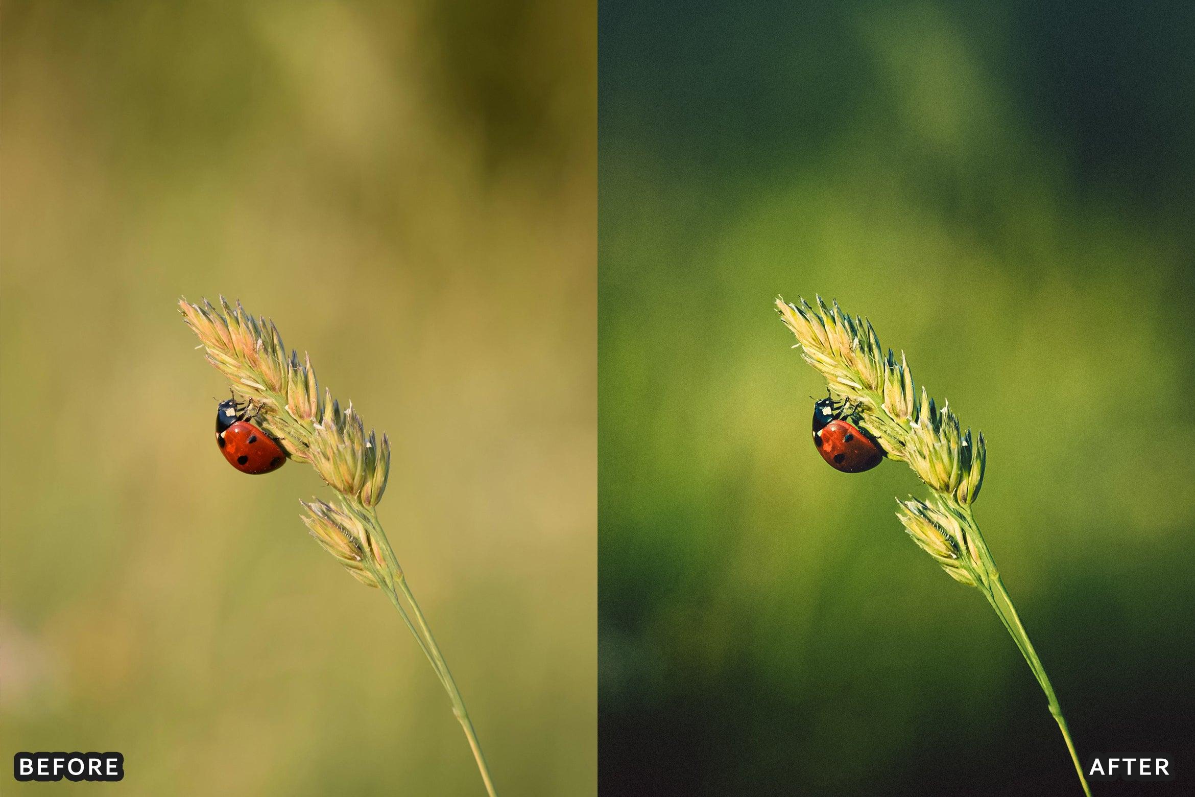 AI-Optimized Macro Photography Lightroom Presets - Lightroom Presets - by AAA Presets