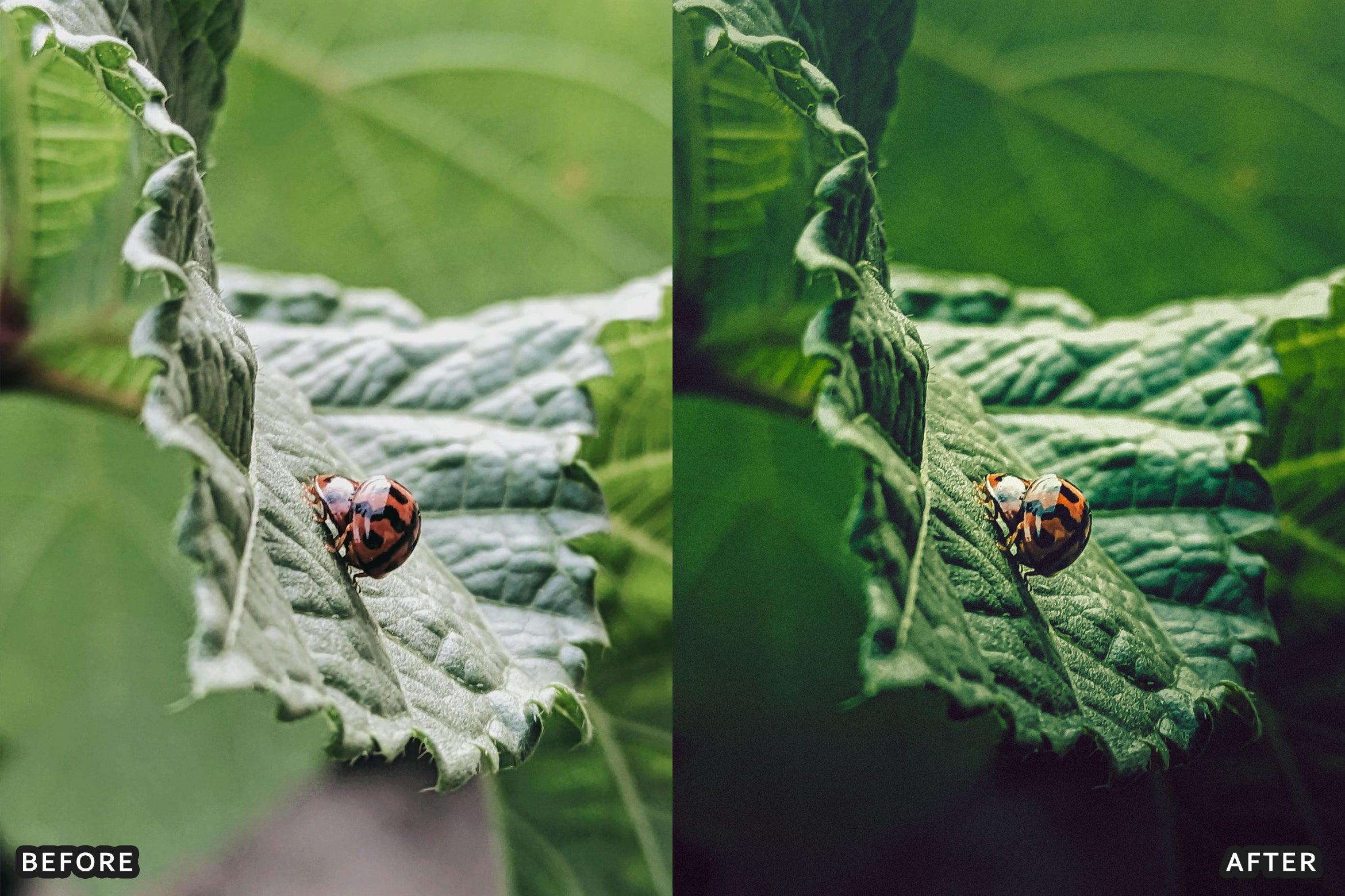 AI-Optimized Macro Photography Lightroom Presets - Lightroom Presets - by AAA Presets