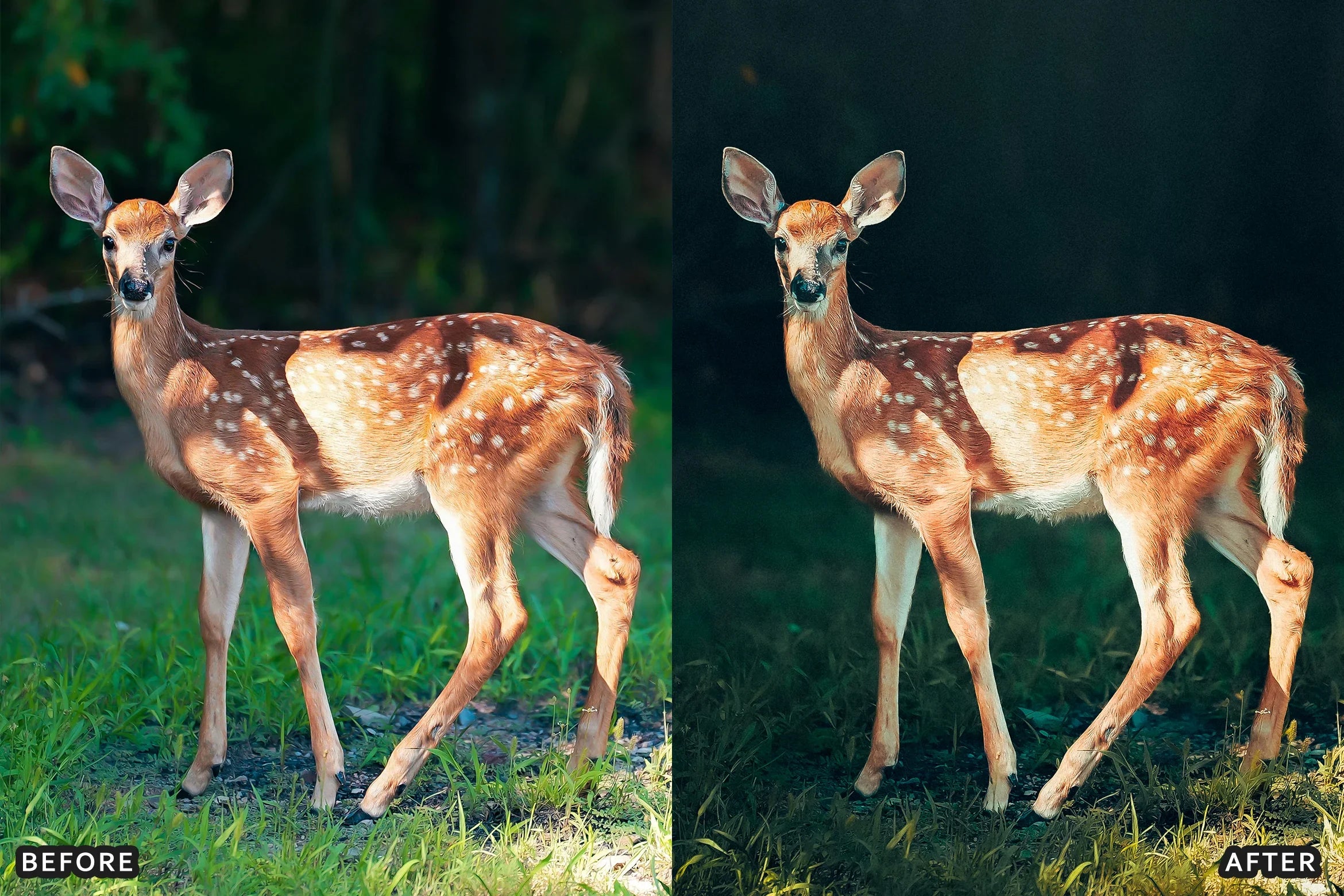 AI-Optimized Wild Animal Lightroom Presets - Lightroom Presets - by AAA Presets