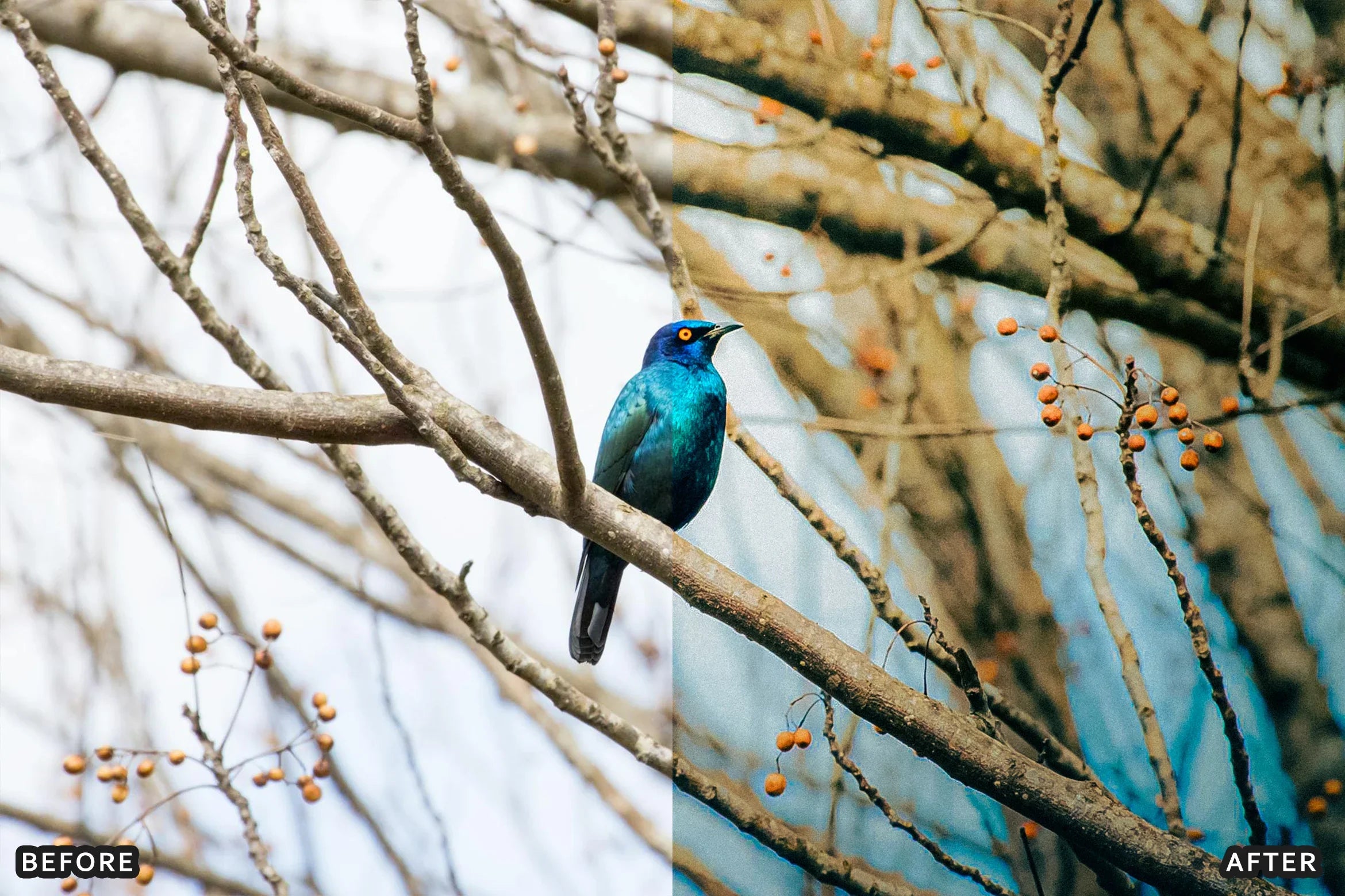 AI-Optimized Winter Snow Cinematic Bird Wildlife Lightroom Presets Pack - Lightroom Presets - by AAA Presets