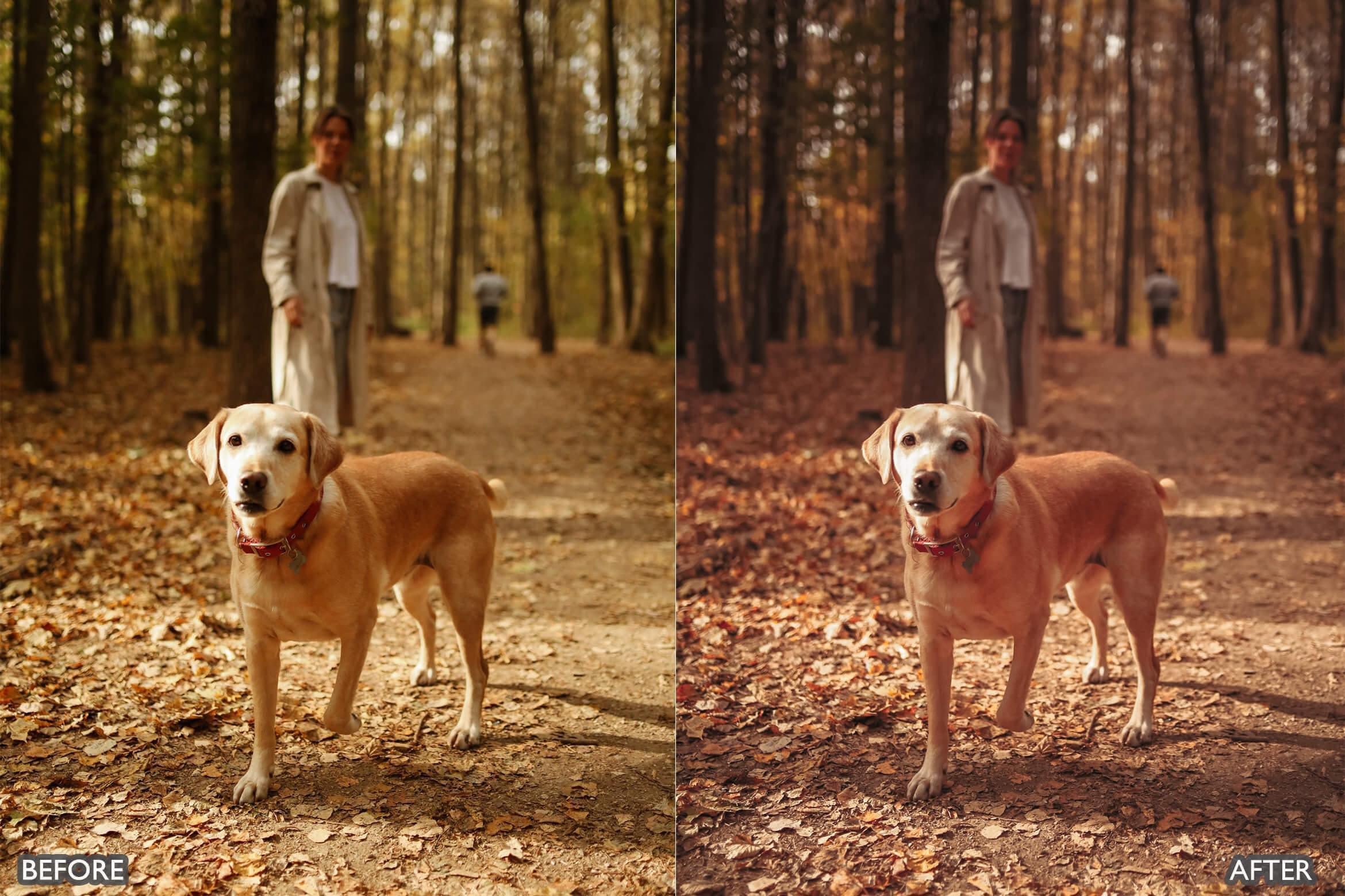 Autumn Fall Tones Lightroom Presets - Lightroom Presets - by AAA Presets