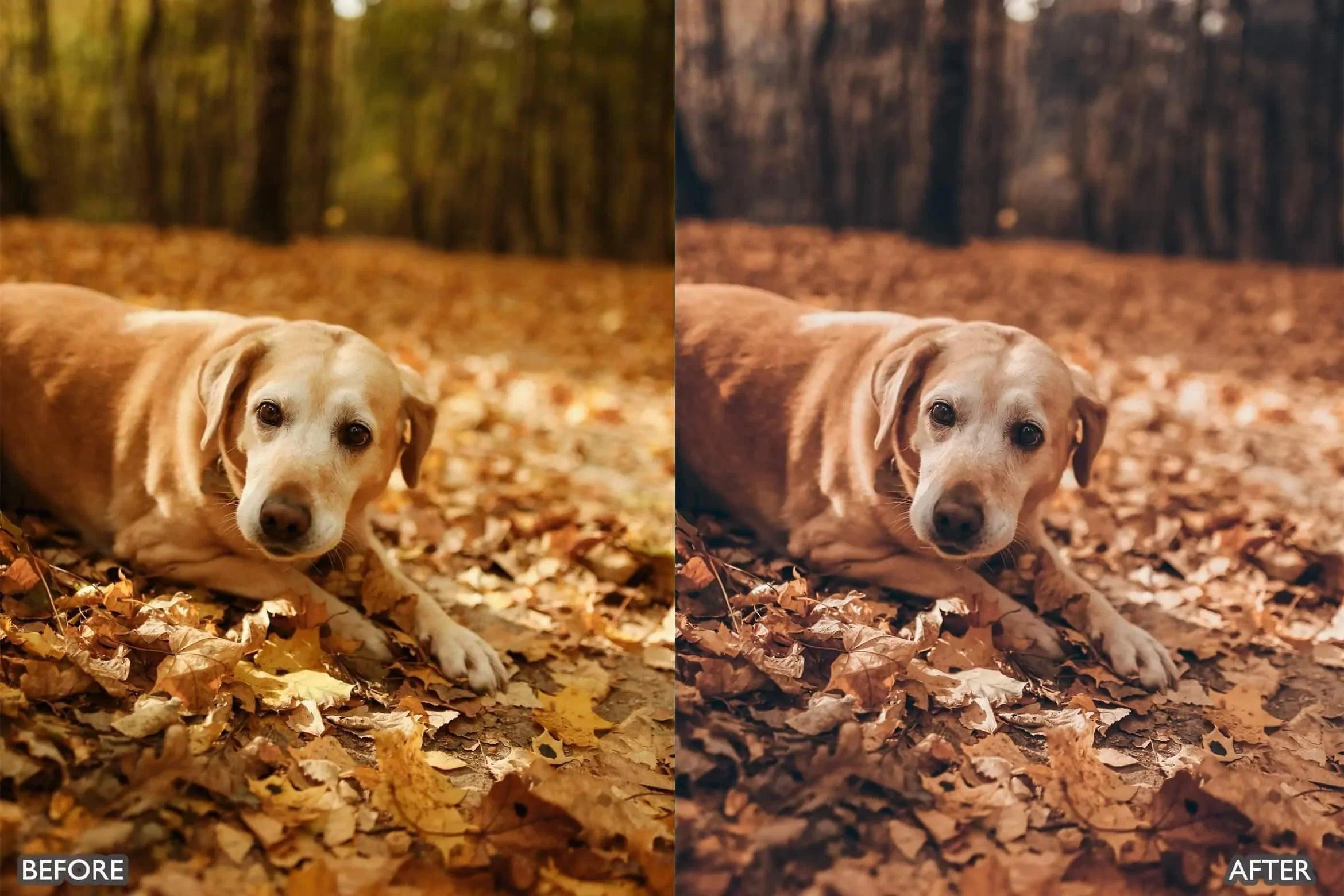 Autumn Fall Tones Lightroom Presets - Lightroom Presets - by AAA Presets